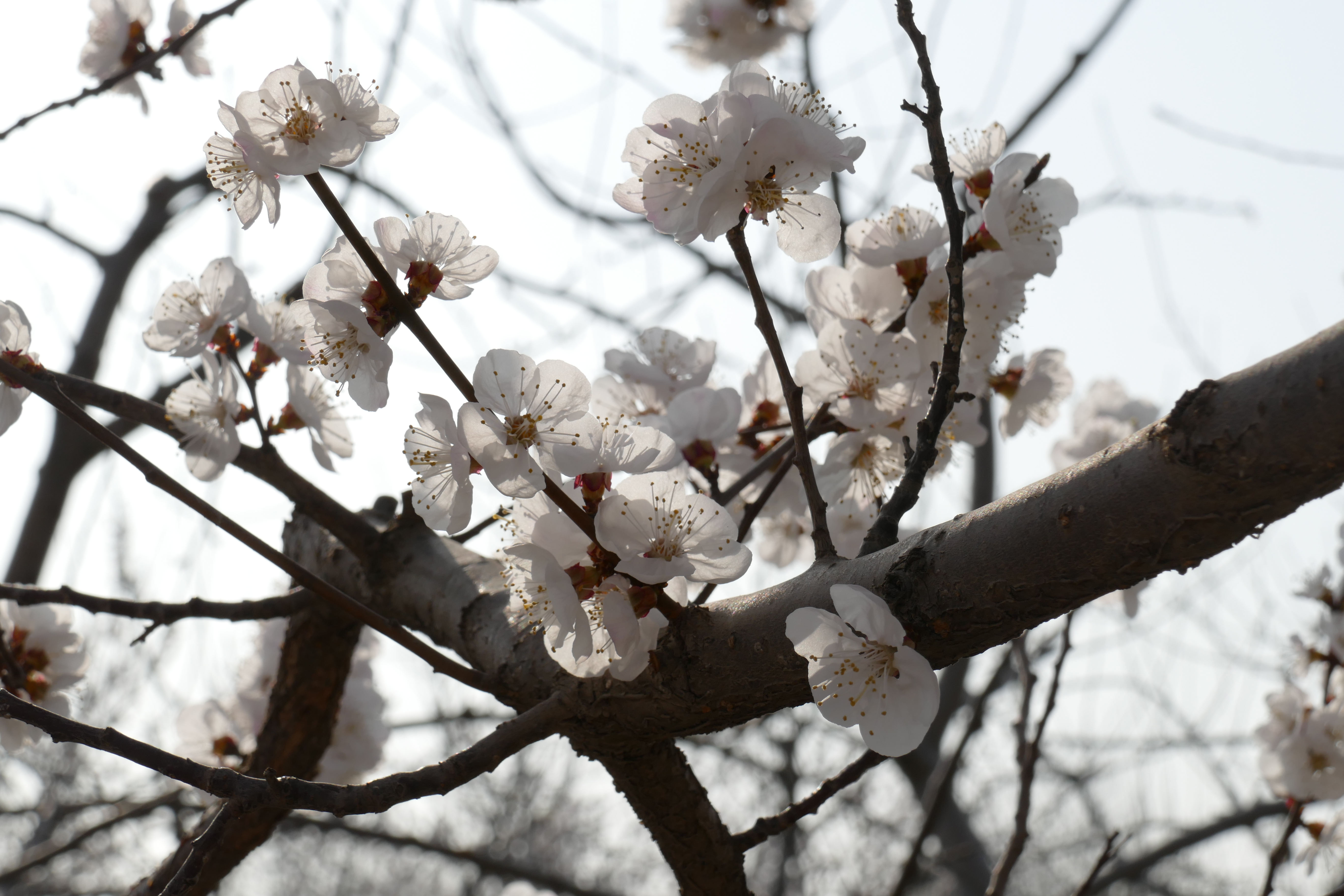 杏花枝上着春风—礼泉县烟霞镇山底村御杏园