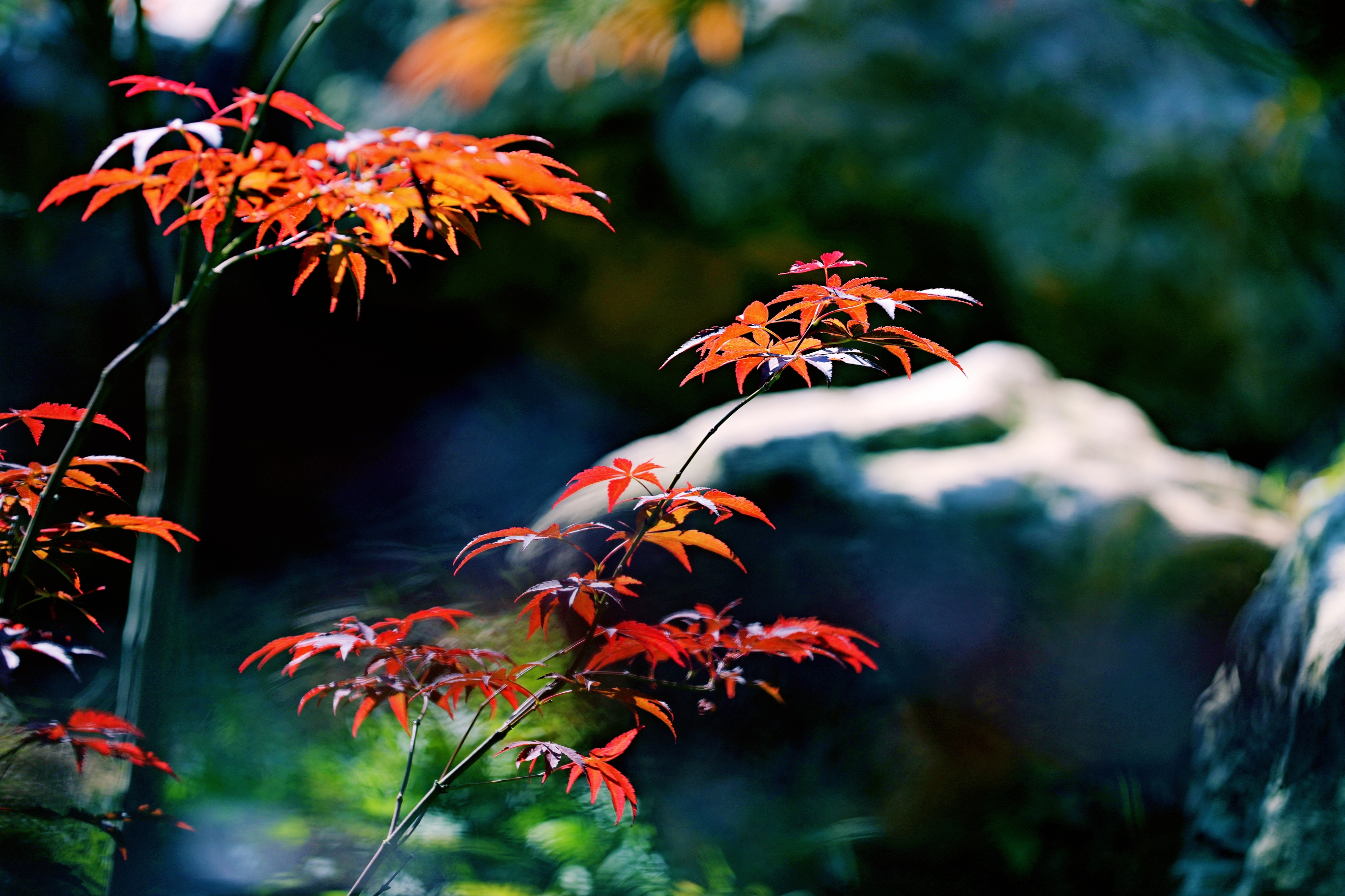 摘一片红叶,赠你一场秋的气息【摄影首发】