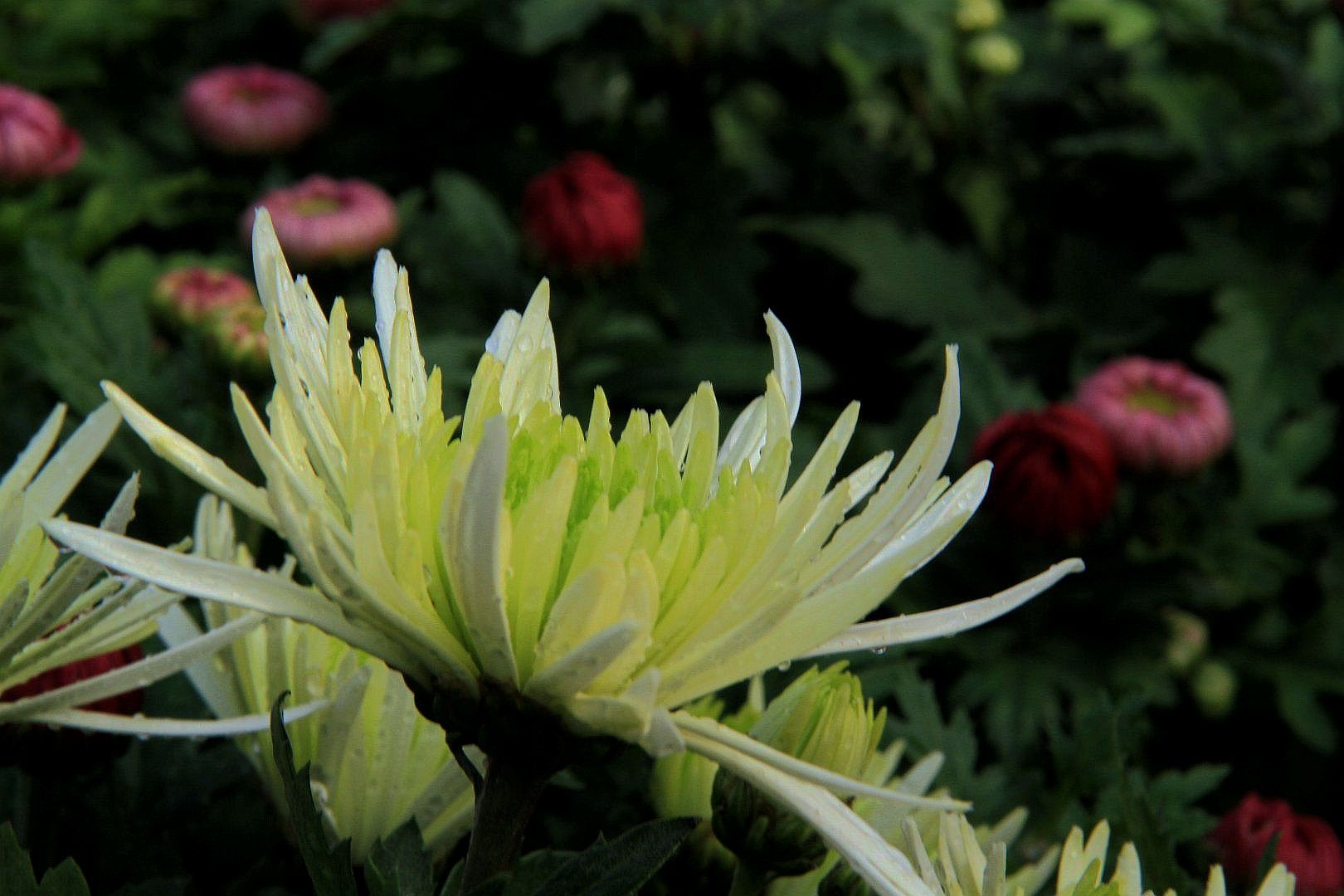 刘威青同学拍摄的"菊花"作品.