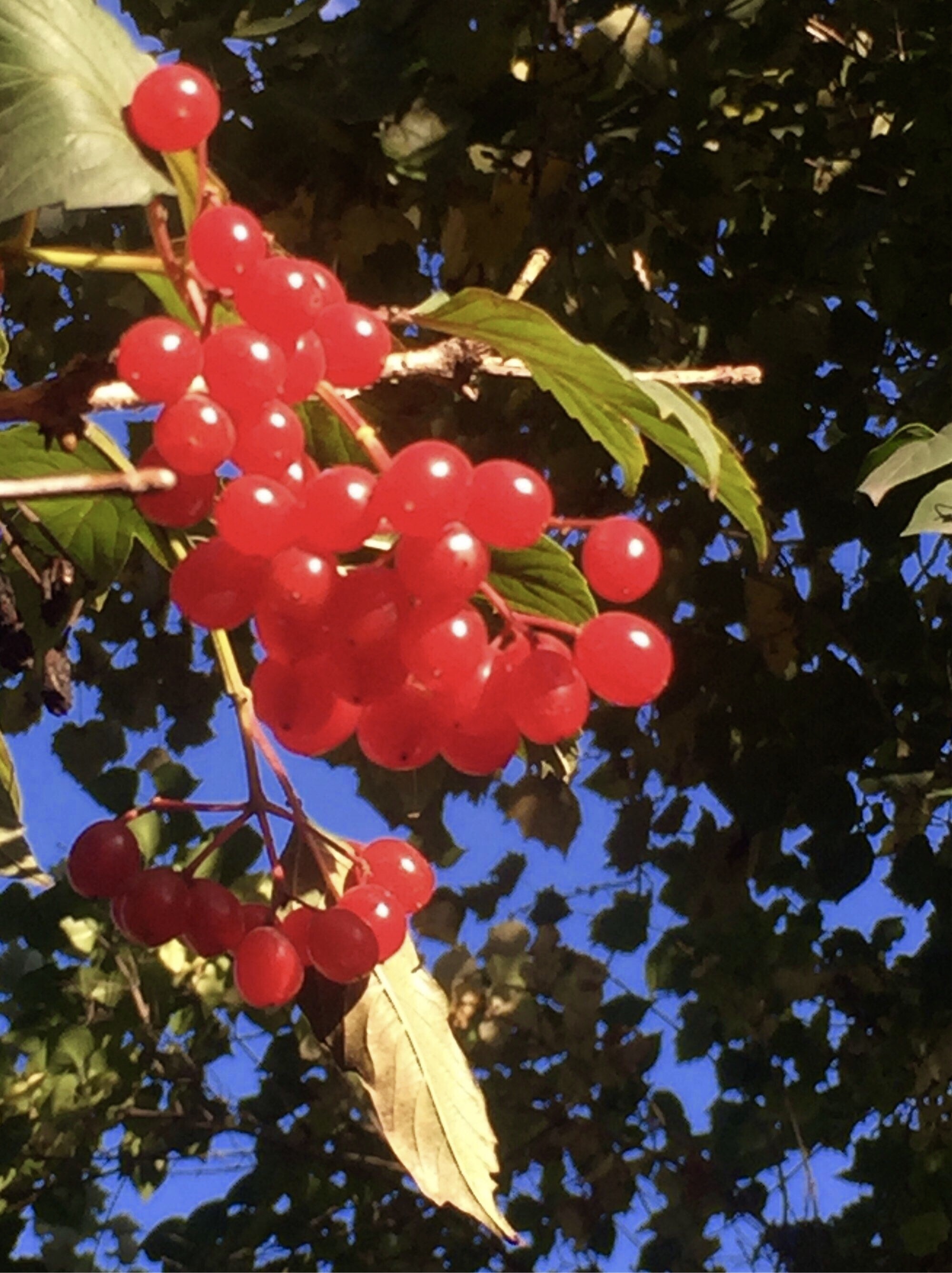 天目琼花果(天目琼花果实的成熟期)