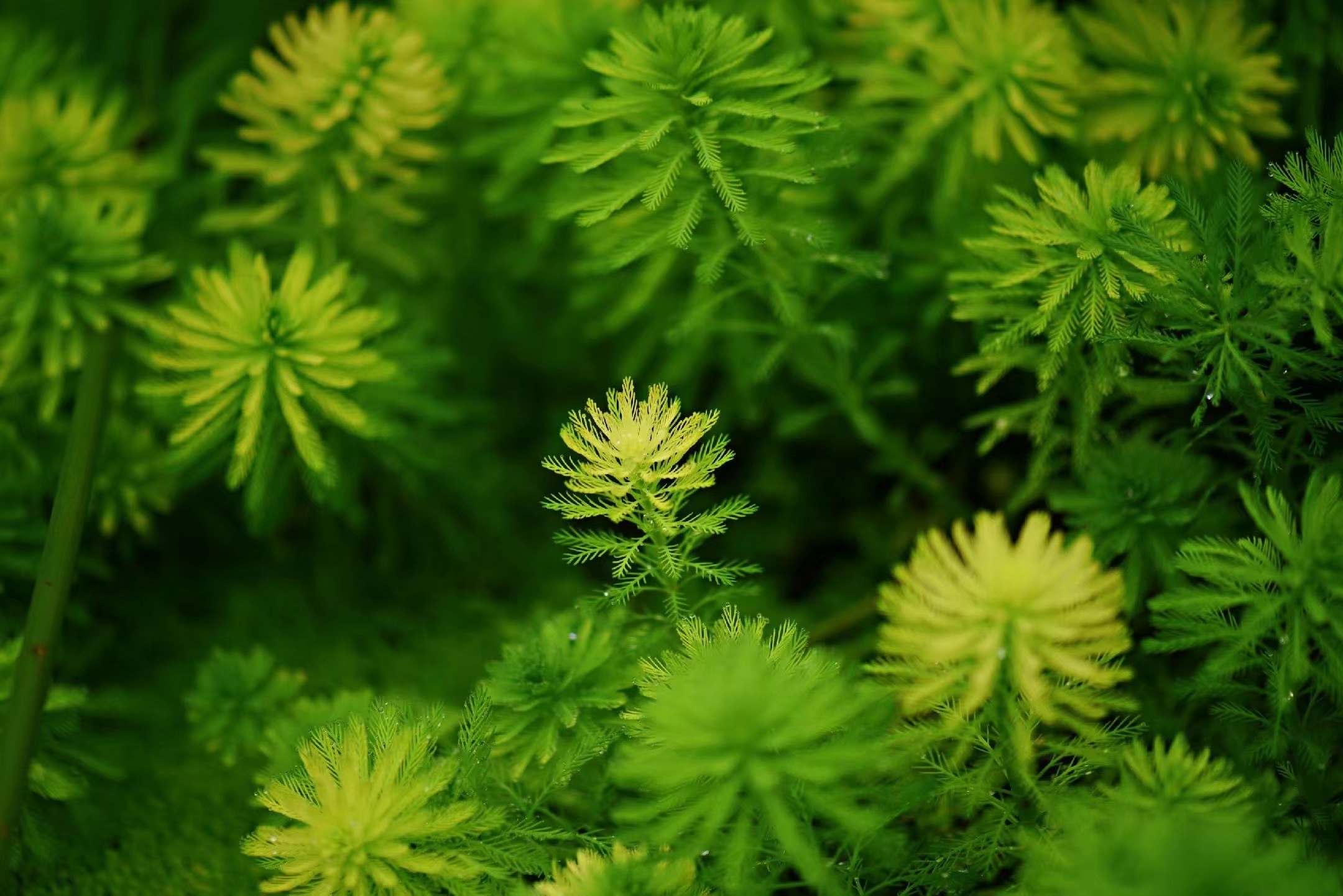 首发粉绿狐尾藻