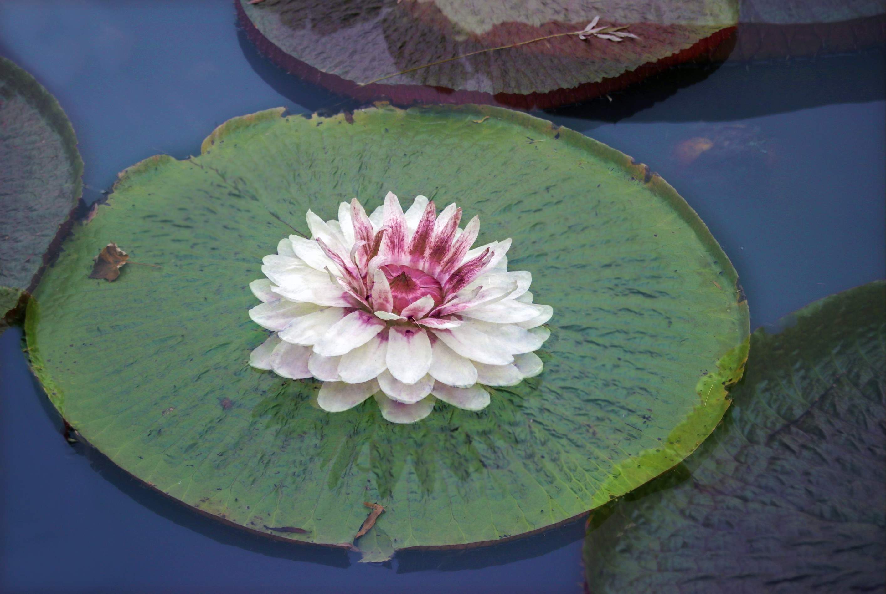 王莲宝宝百变萌态