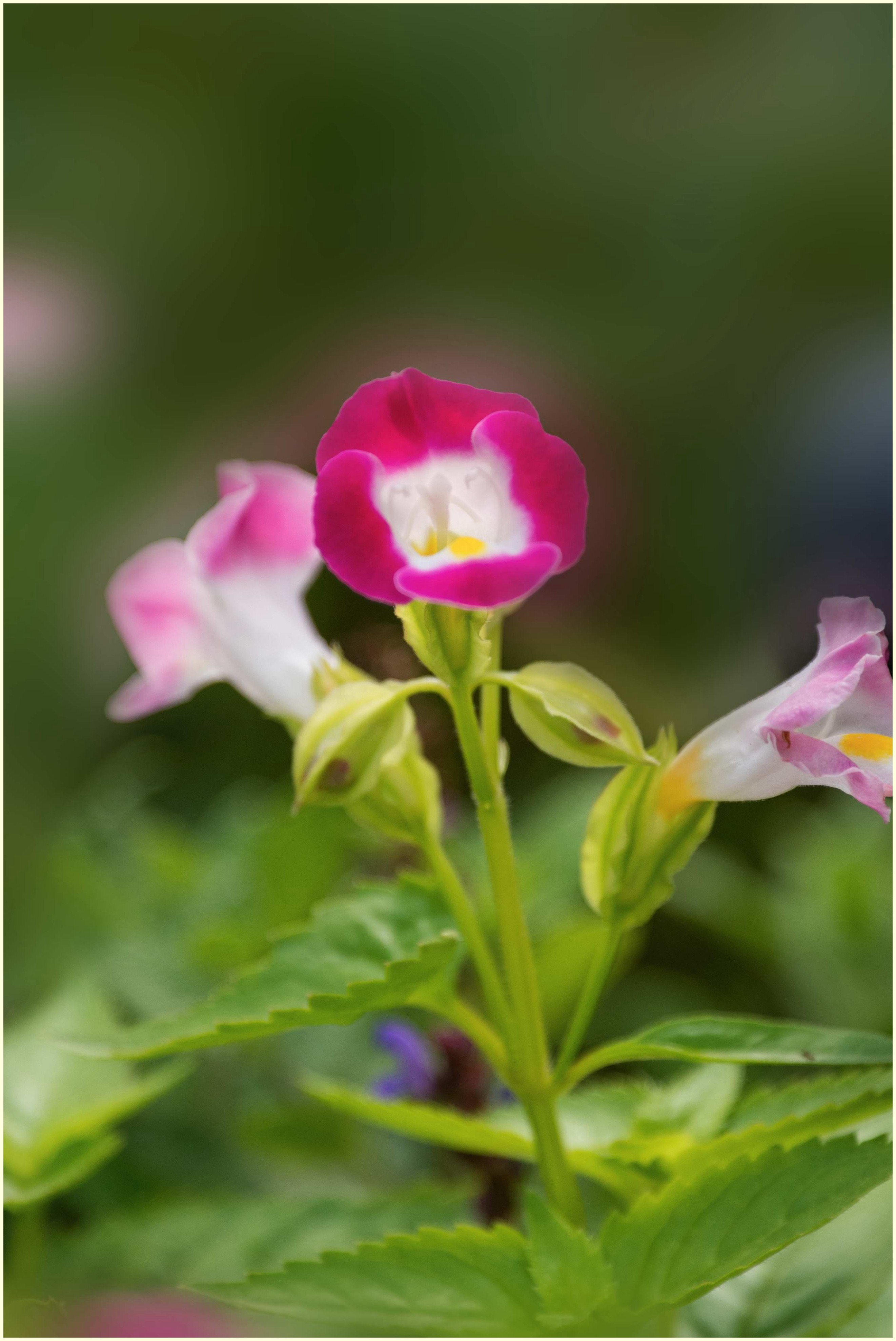 娇俏可爱夏堇花