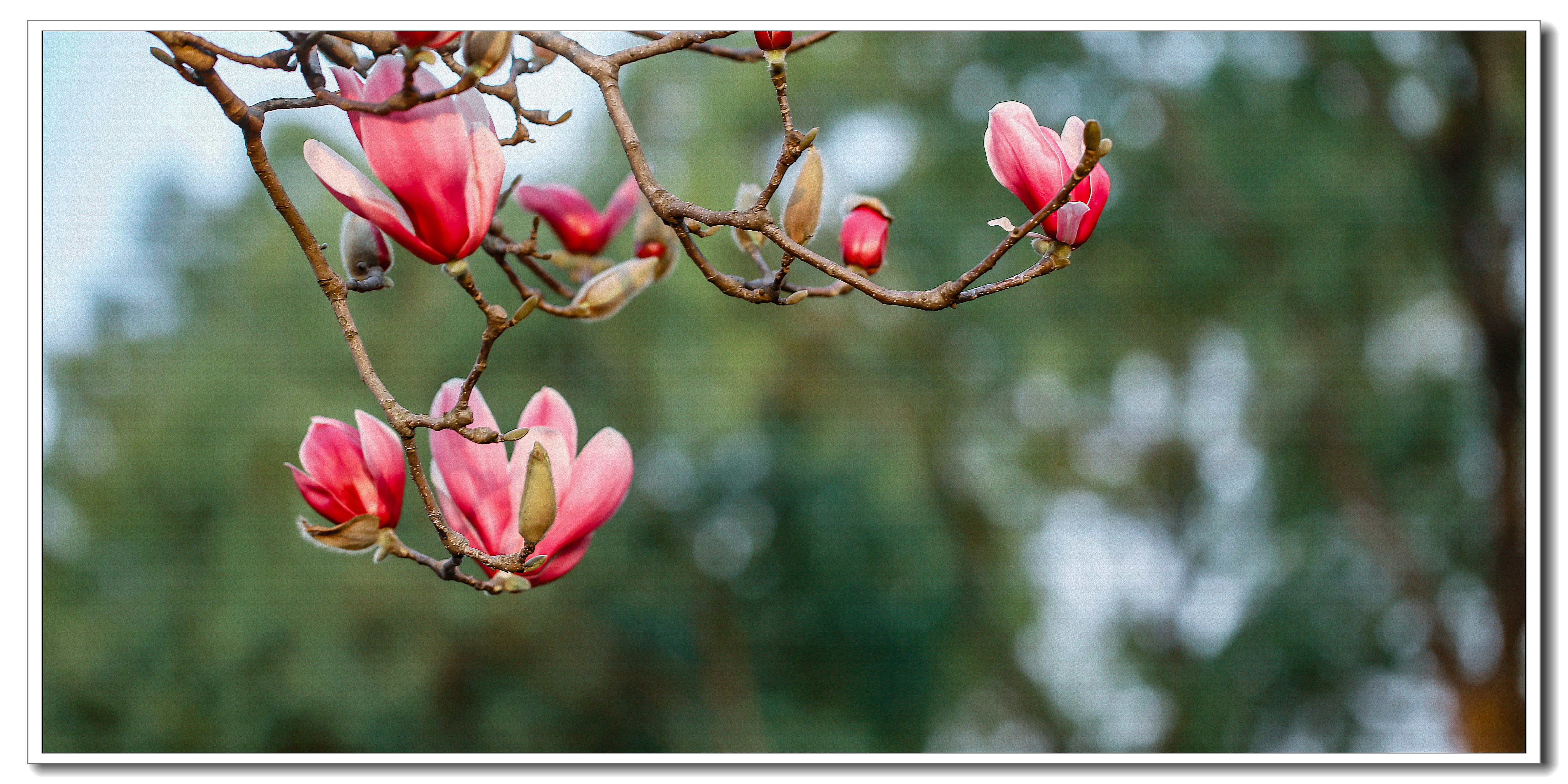 春暖花开之玉兰春早