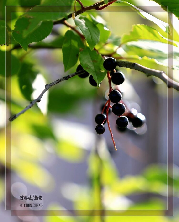 原创首发诱人食欲的稠李子