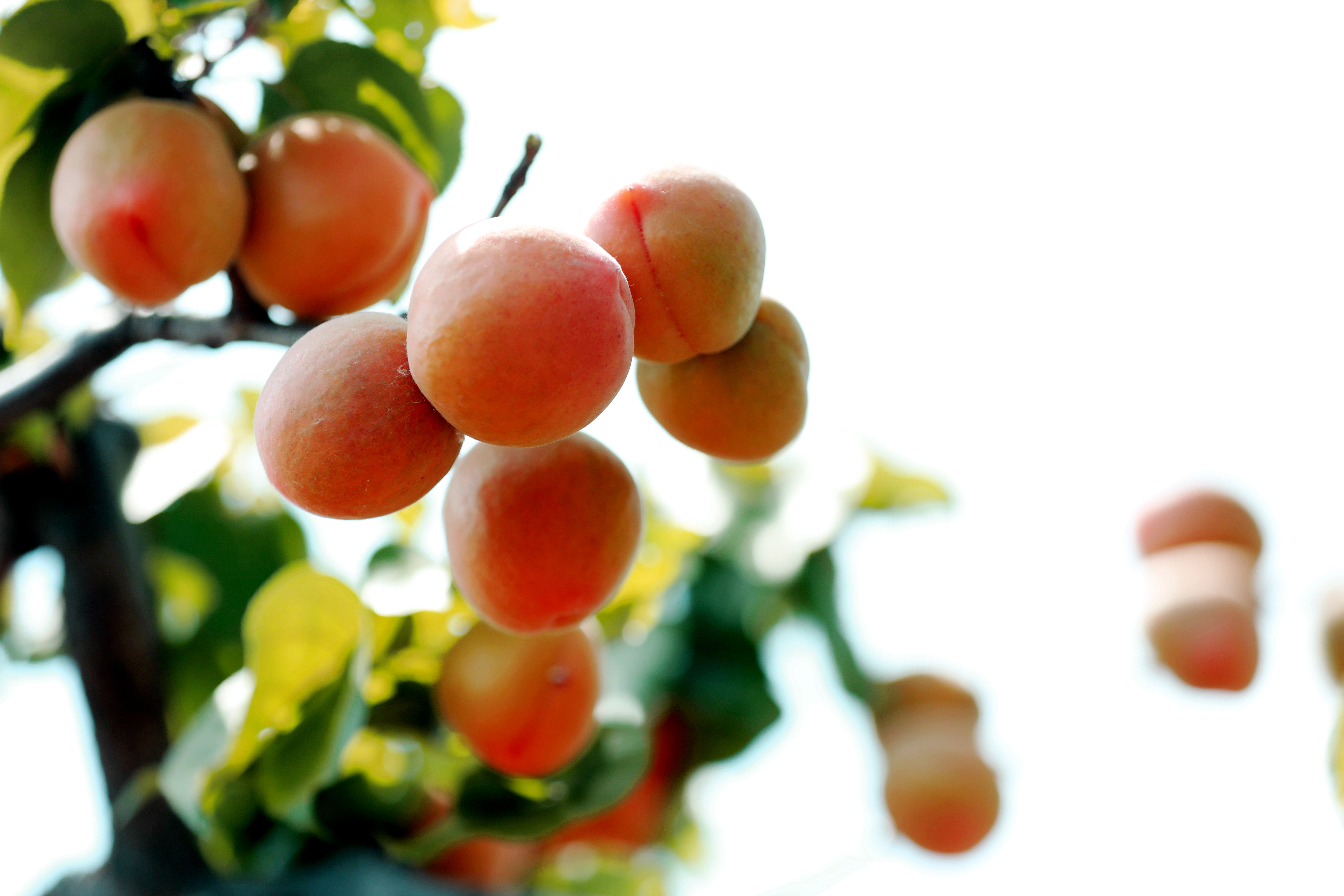 石榴花开杏子熟
