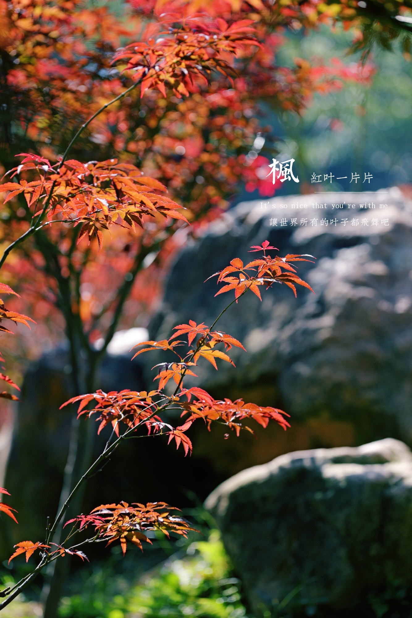 摘一片红叶,赠你一场秋的气息【摄影首发】