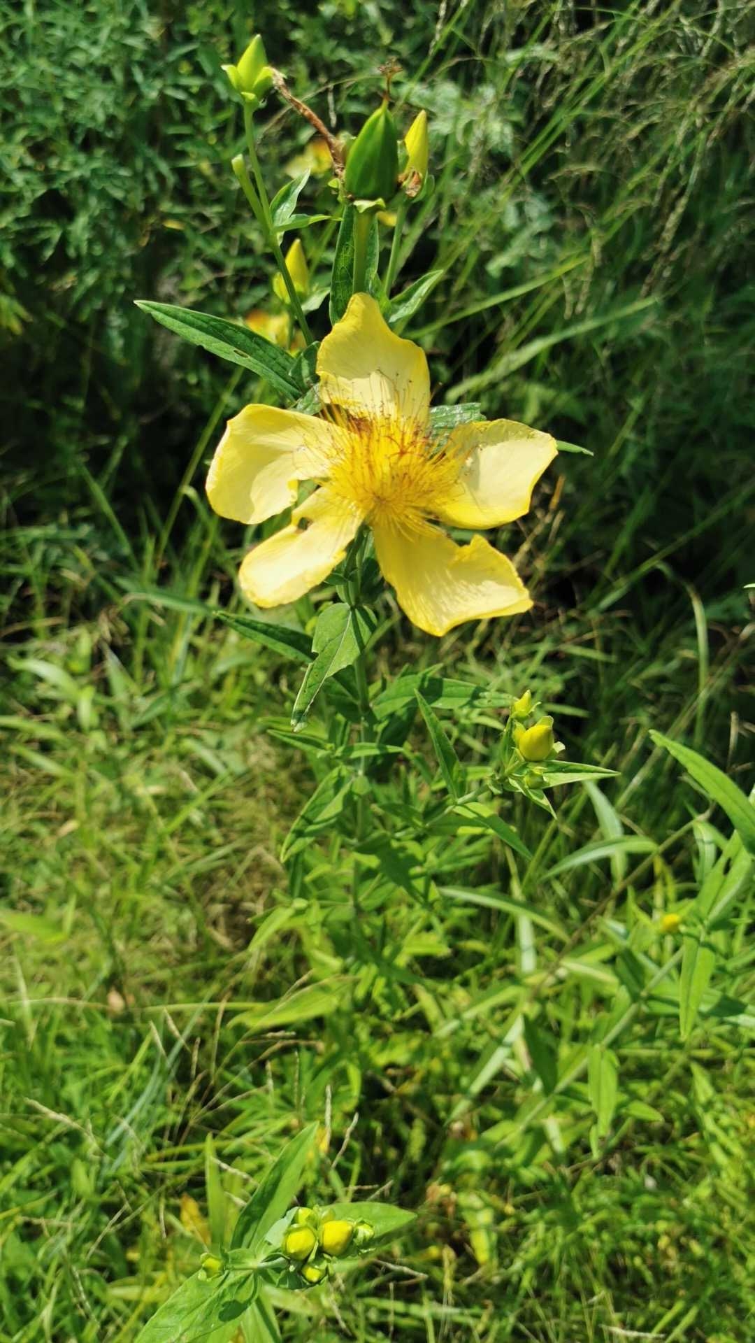 黄海棠 中文名 黄海棠 学名 hypericum ascyron l.