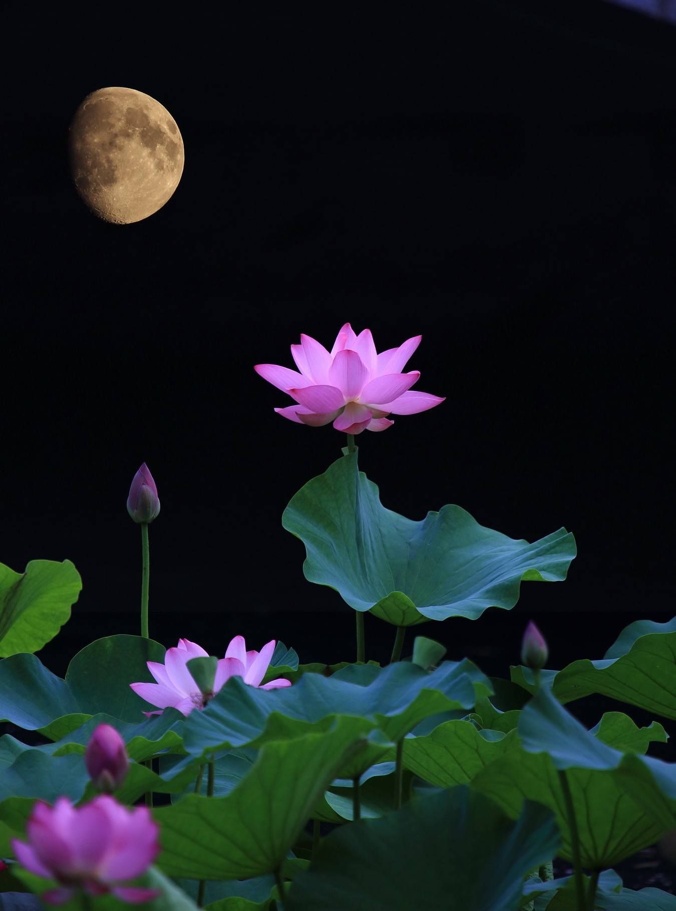 不必红袖添香 因为在月光下 会阅读得更加清晰 因为月亮还是那轮月 