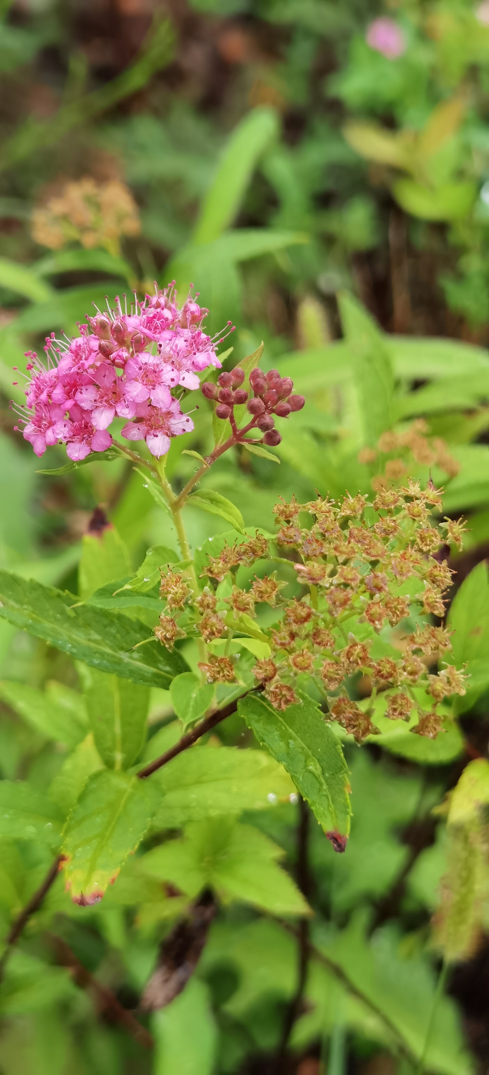 粉花绣线菊原创首发