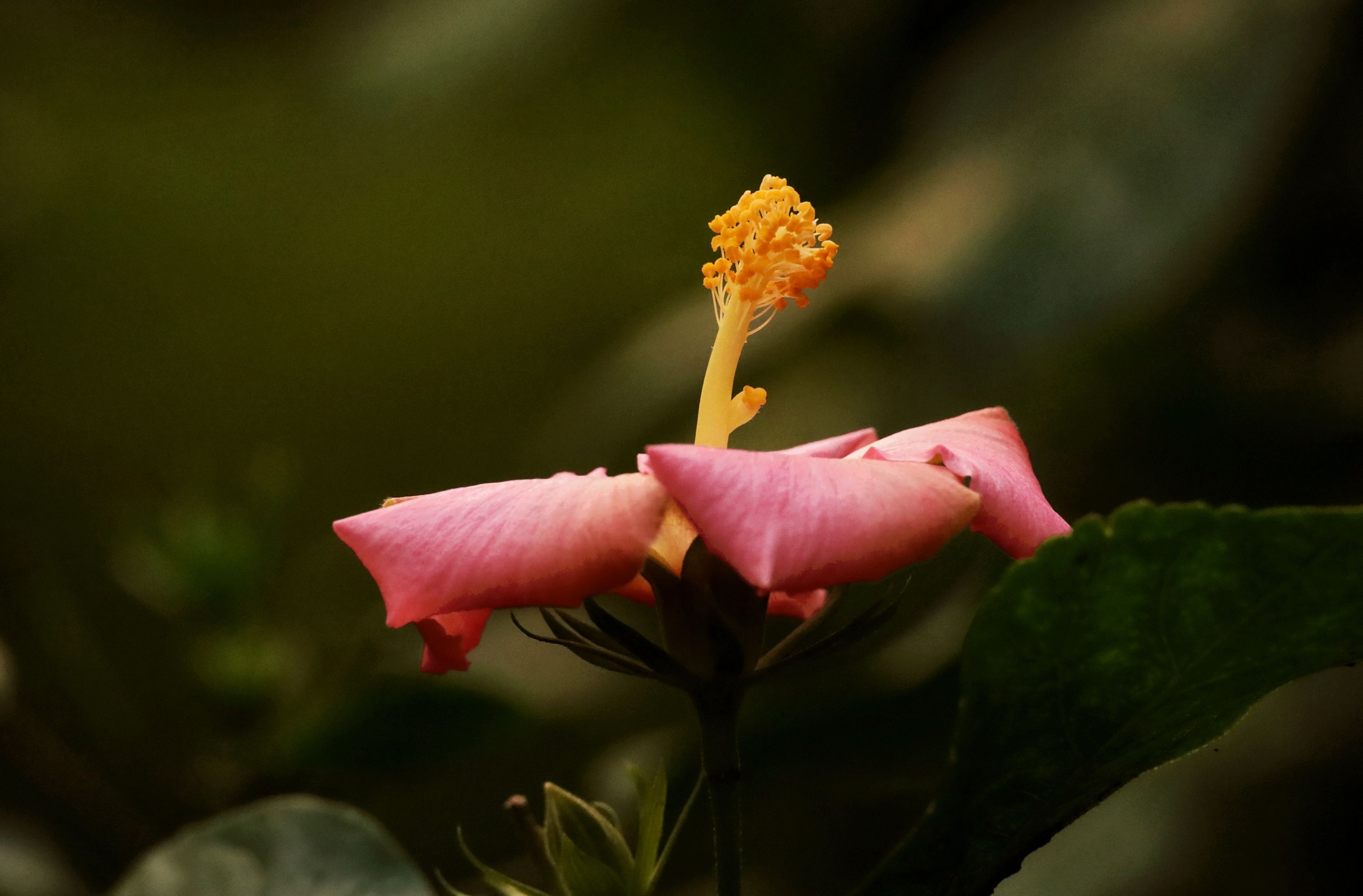 首发粉色朱槿花