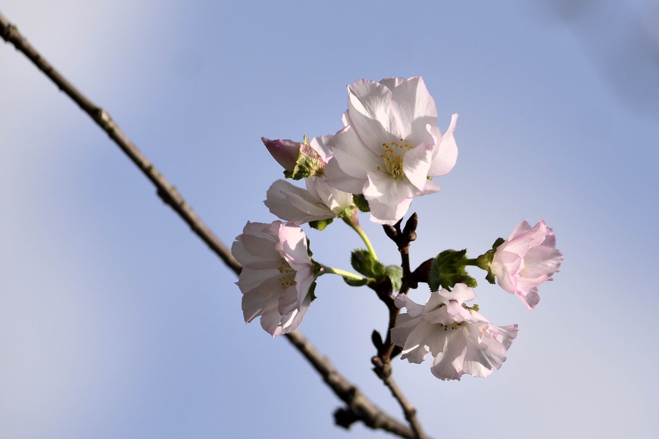 秋天盛开的奖状樱