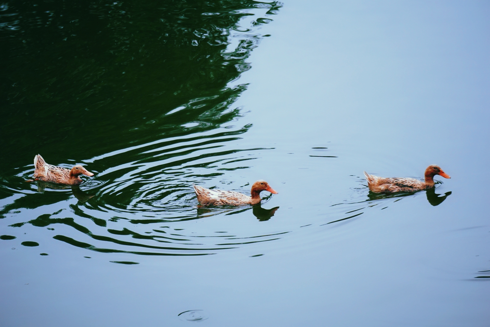 双节行溪水中的鸭子首发