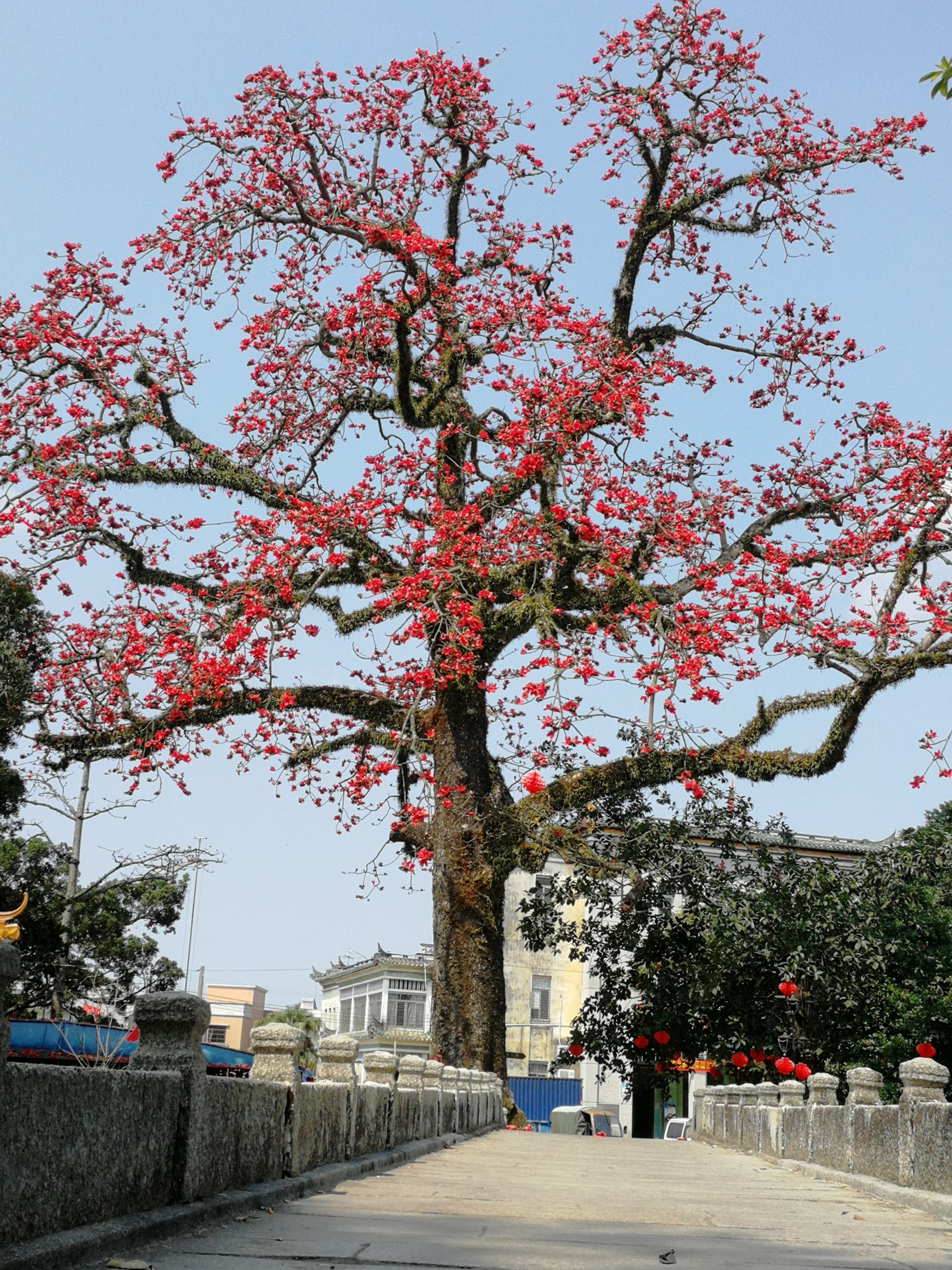 东凌乡古村木棉花之行