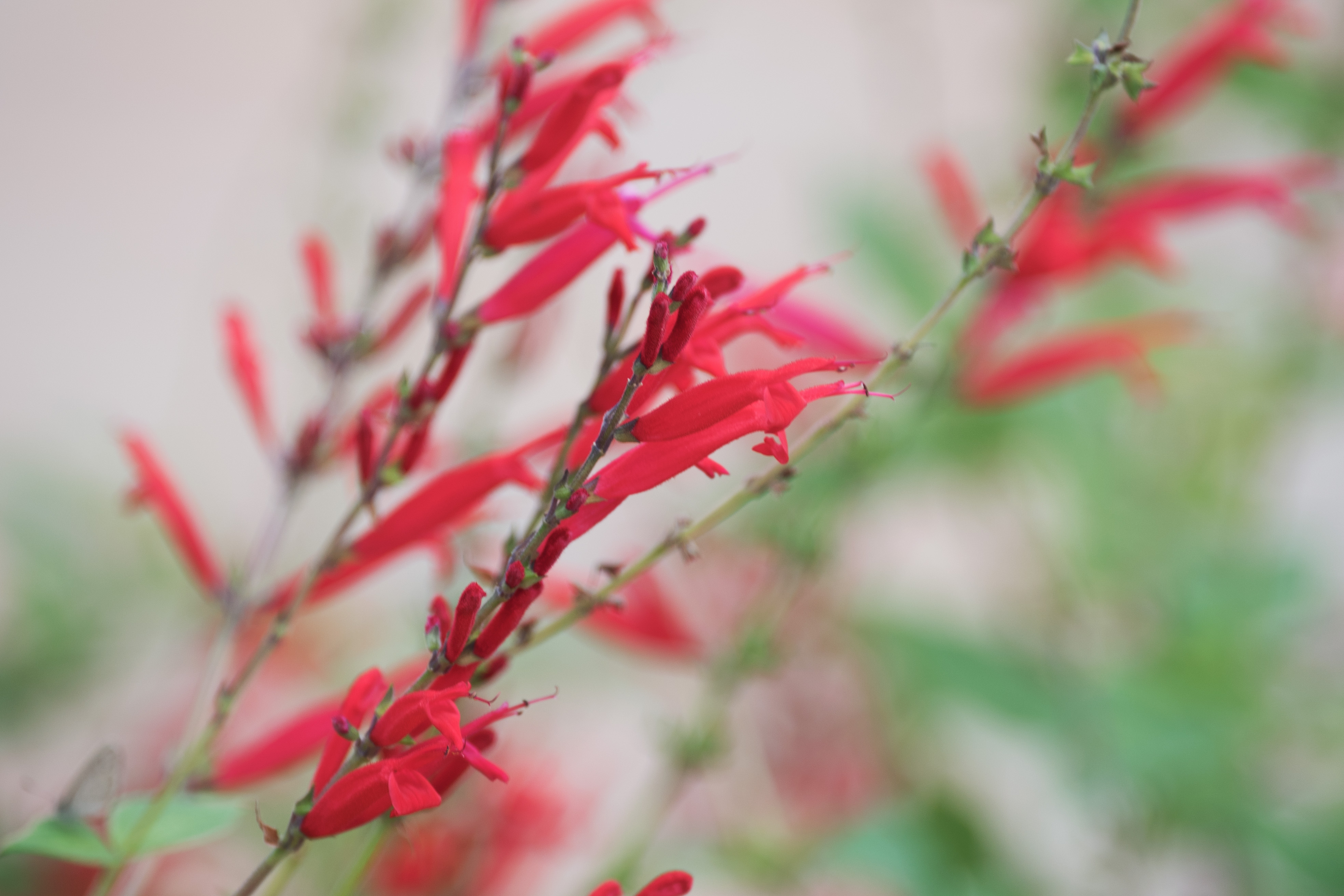 凤梨鼠尾草首发