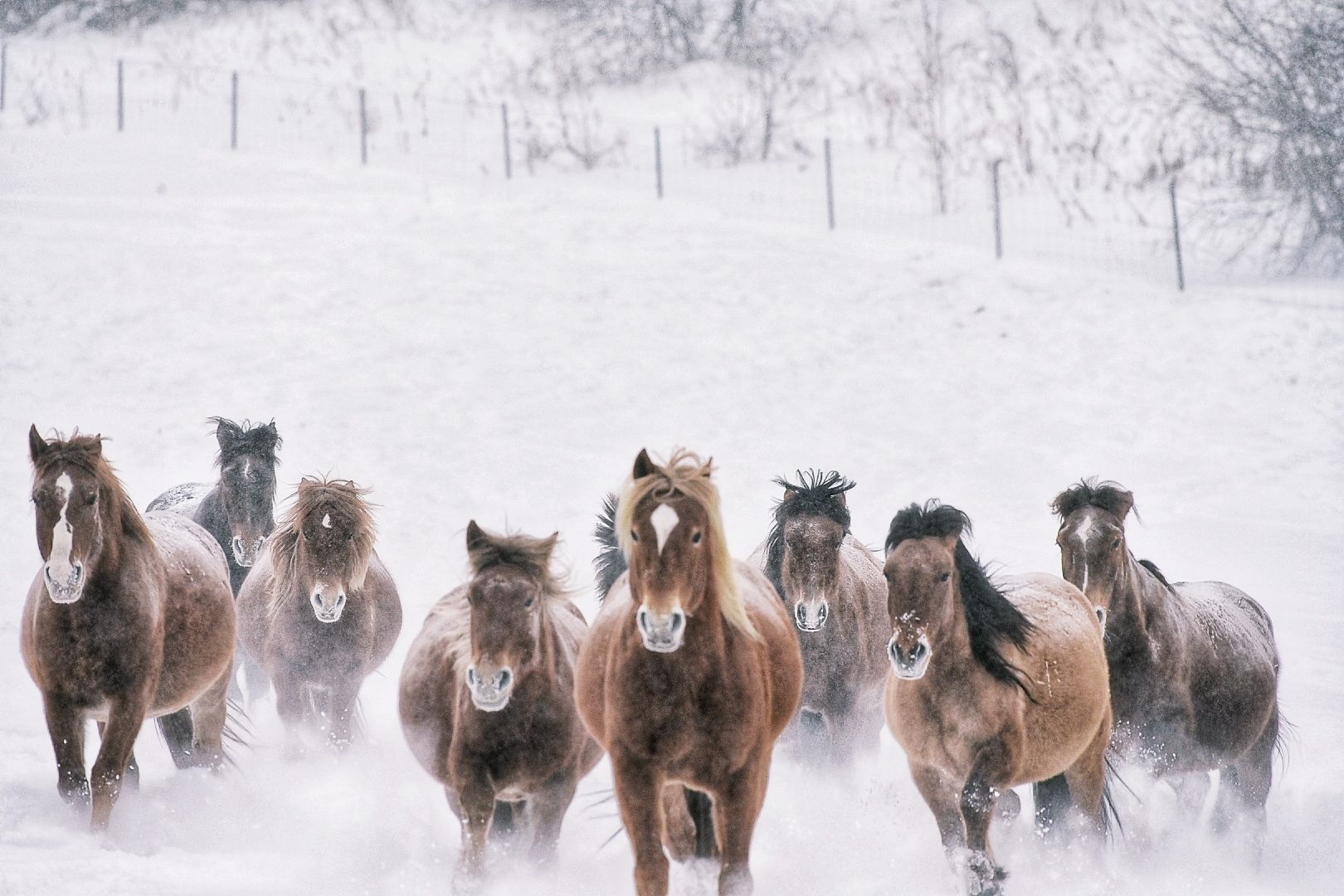 雪地骏马