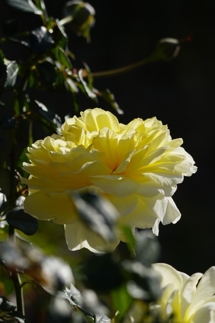 月季花系列明亮温暖的黄色月季花