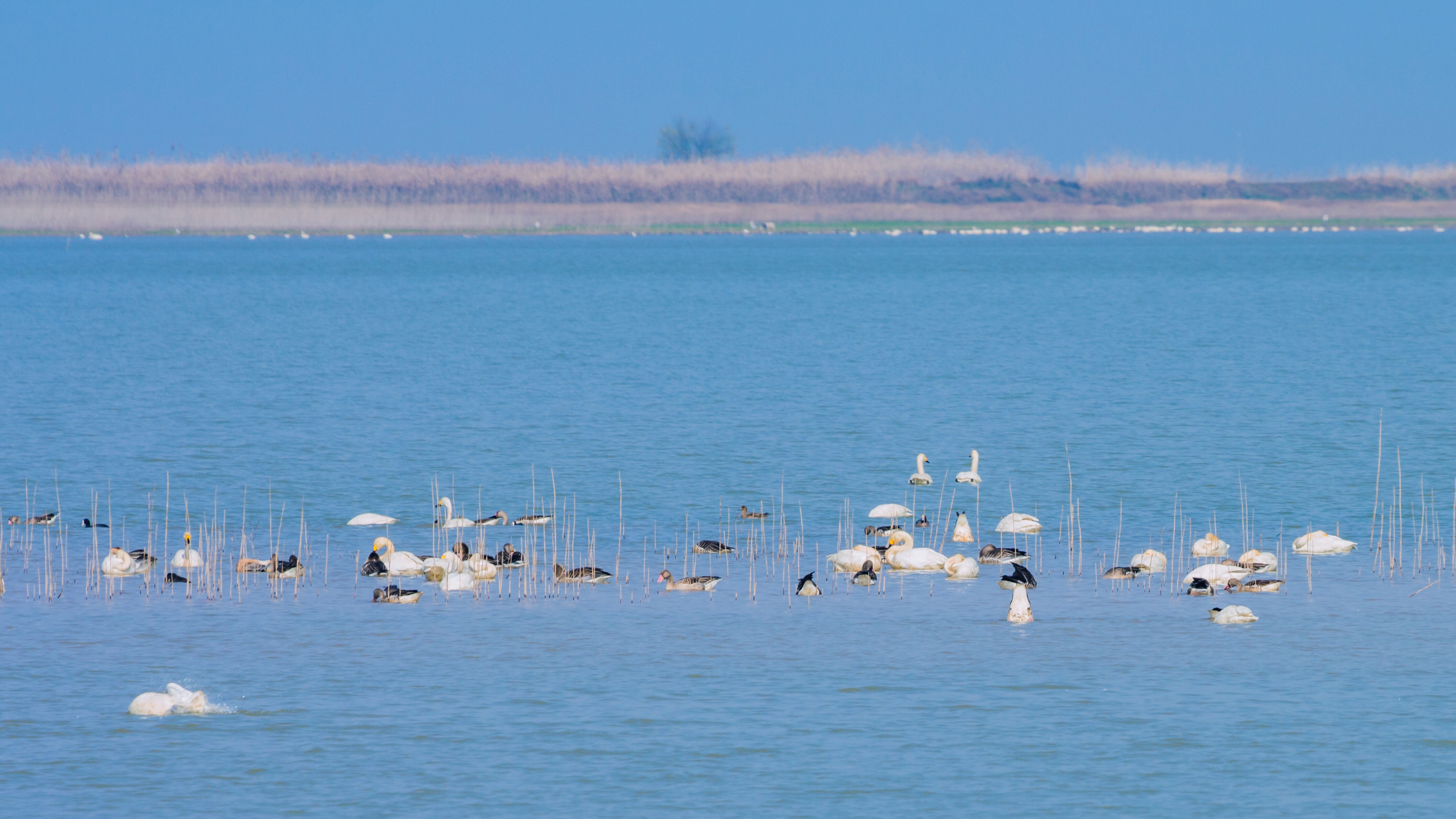 初入南矶山候鸟保护区【首发】