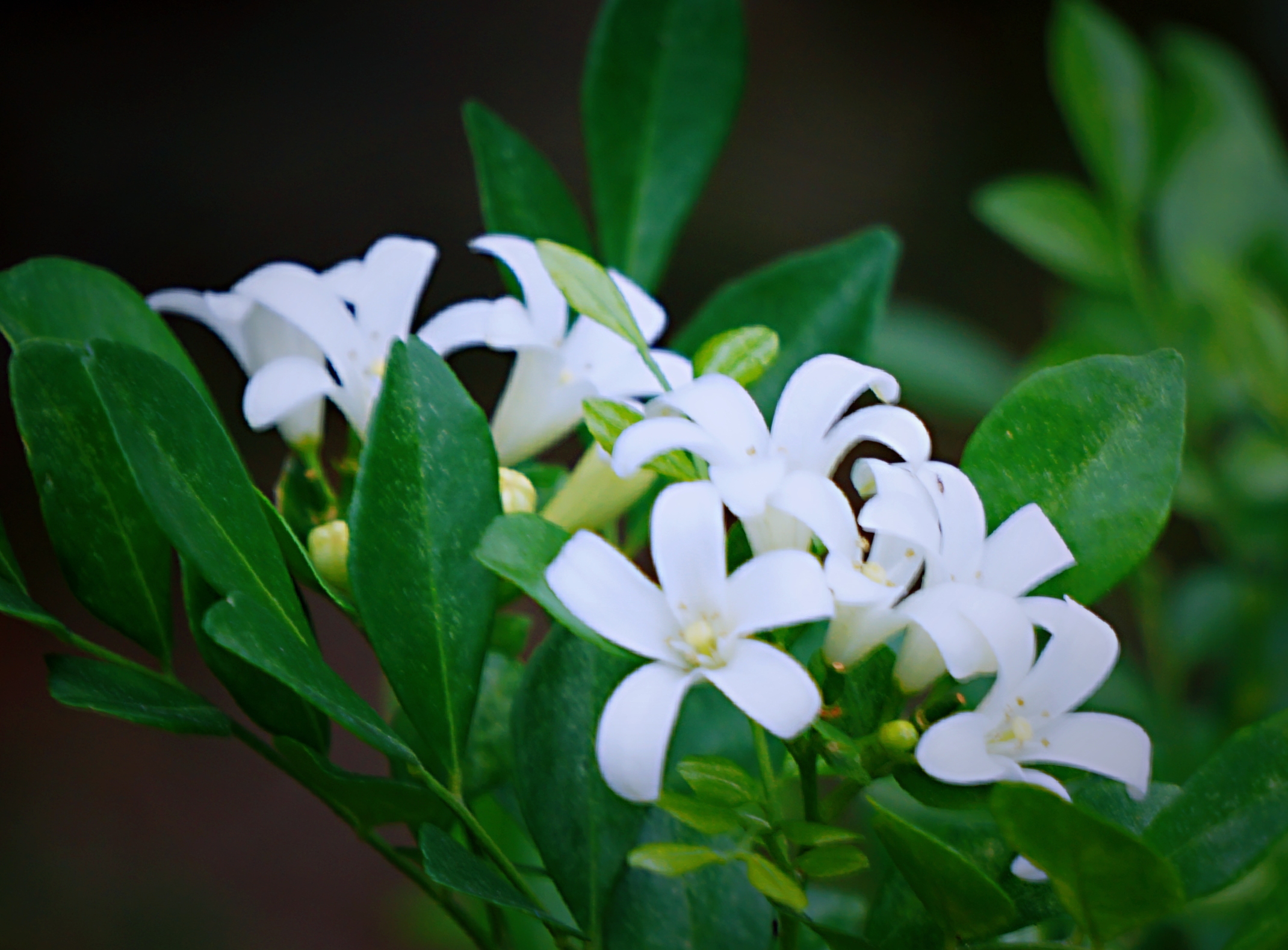 纯洁之美九里香(首发)