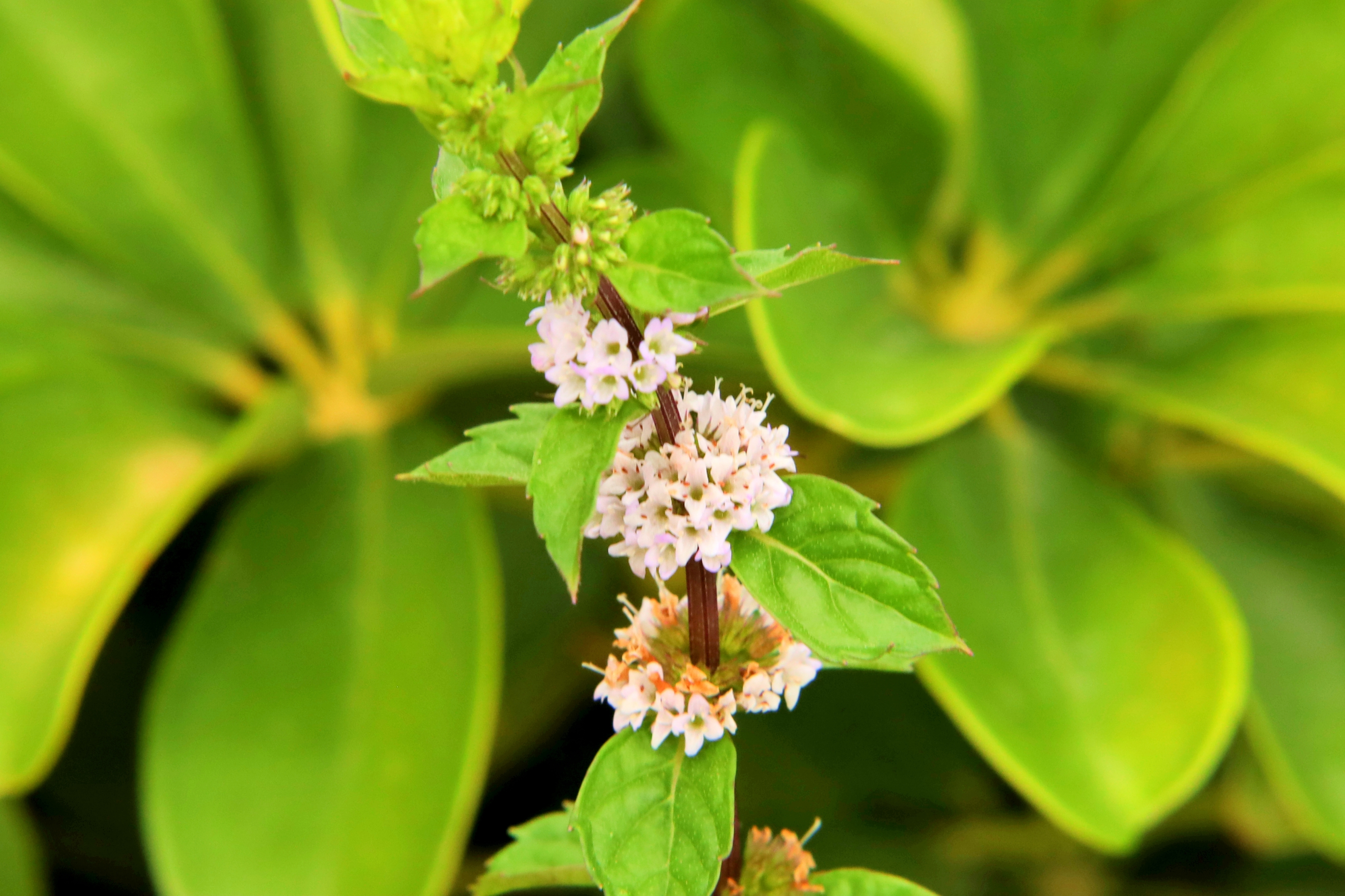 八月始见薄荷花