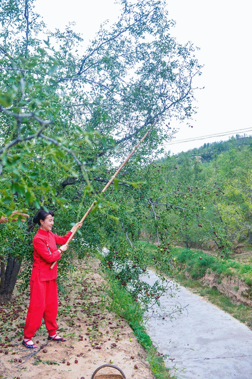 家乡的红枣树灵宝孟村