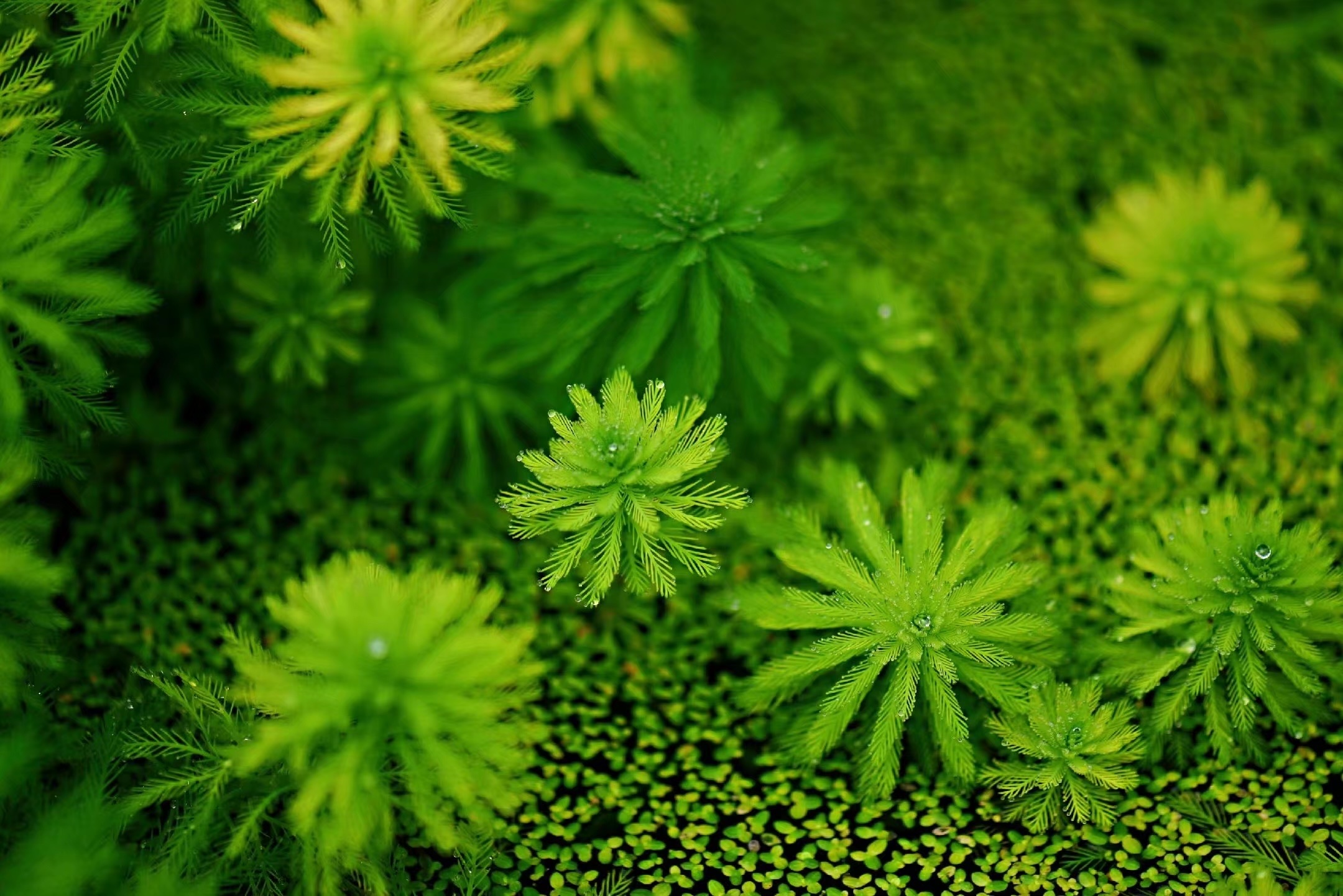 首发粉绿狐尾藻