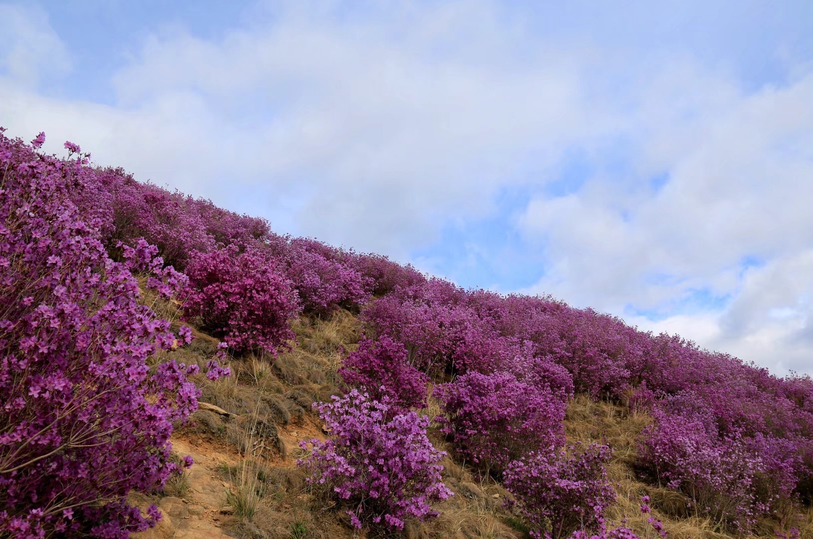 家乡桃山一一我眼中的《杜鹃花》