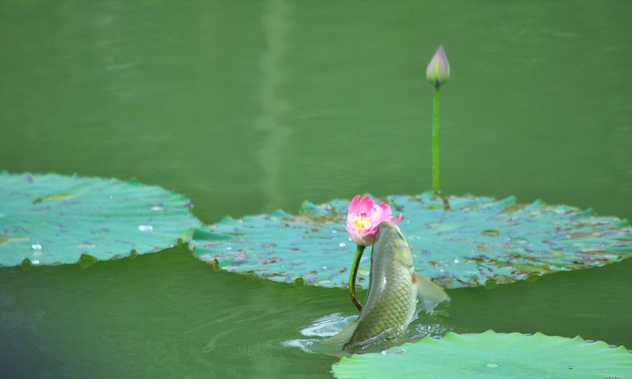首发听雨轩荷风弄影戏池鱼