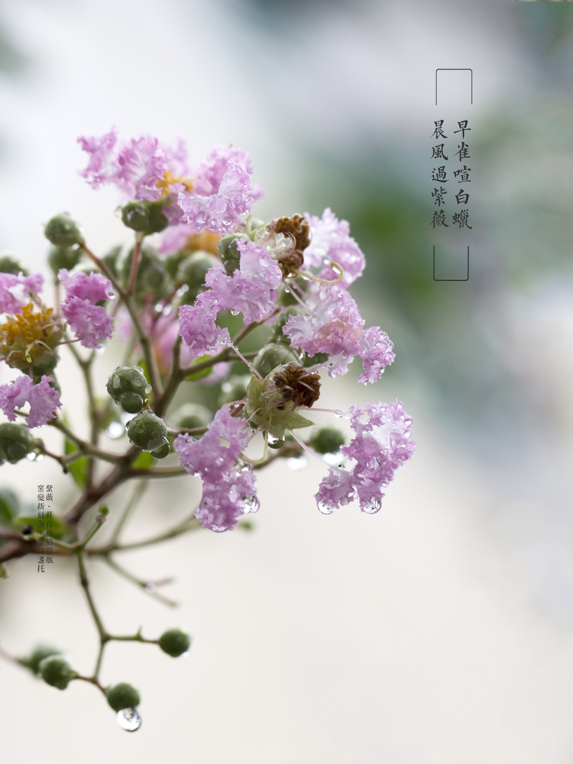 雨中紫薇花(vv首發)