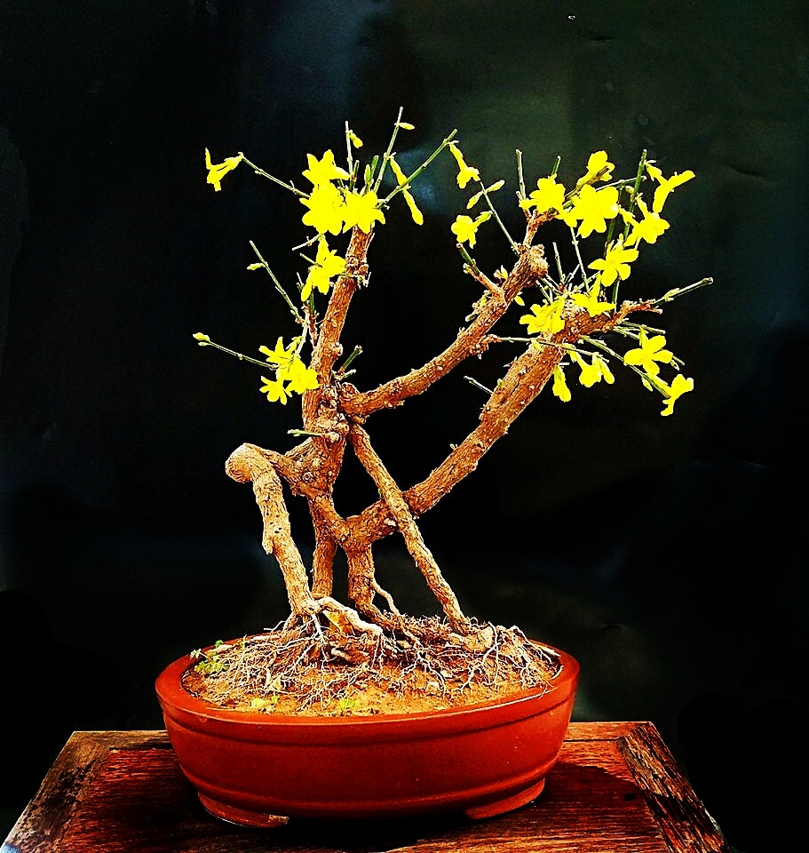 黄素馨随笔首发