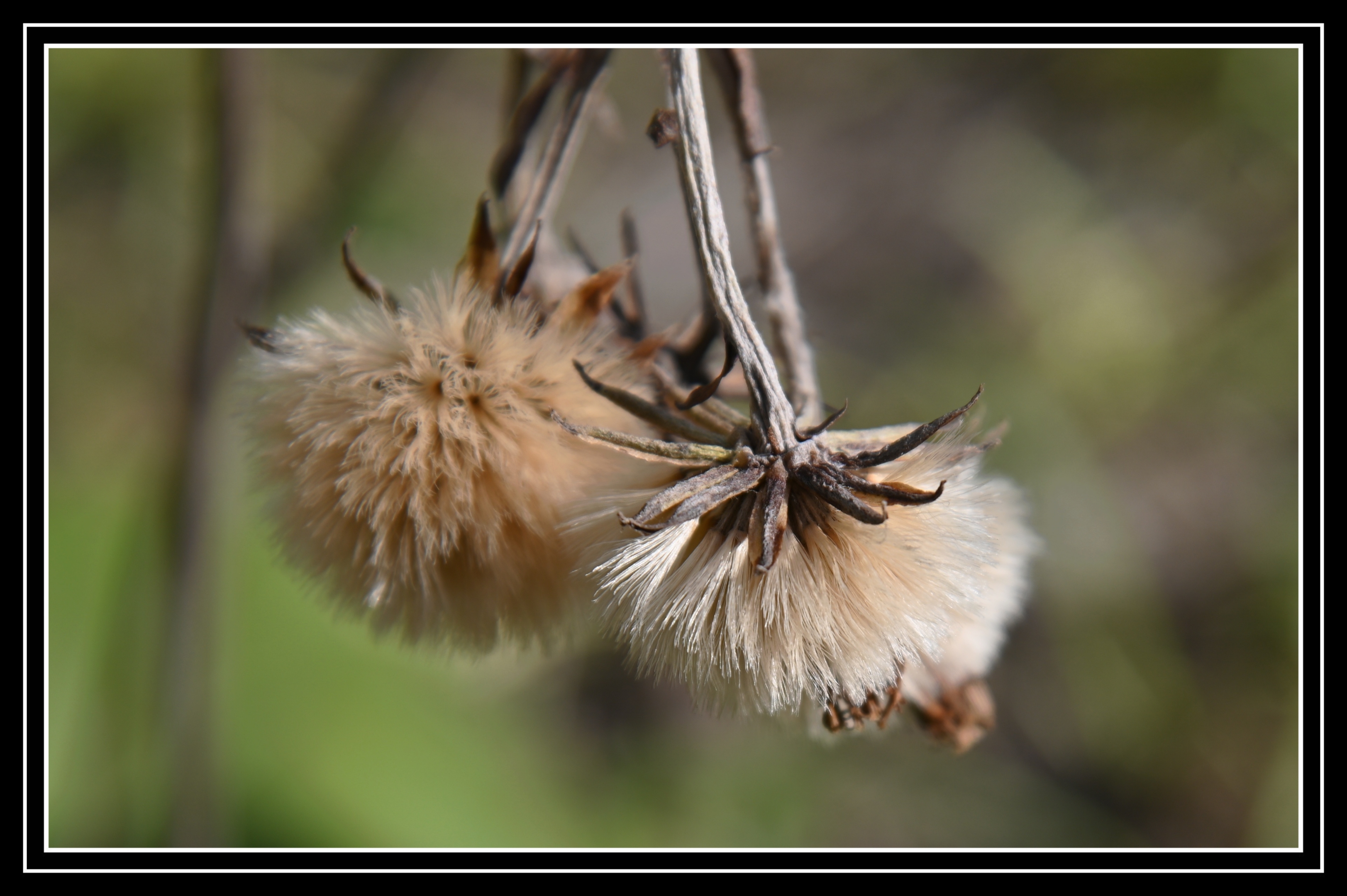 过冬的大吴风草首发