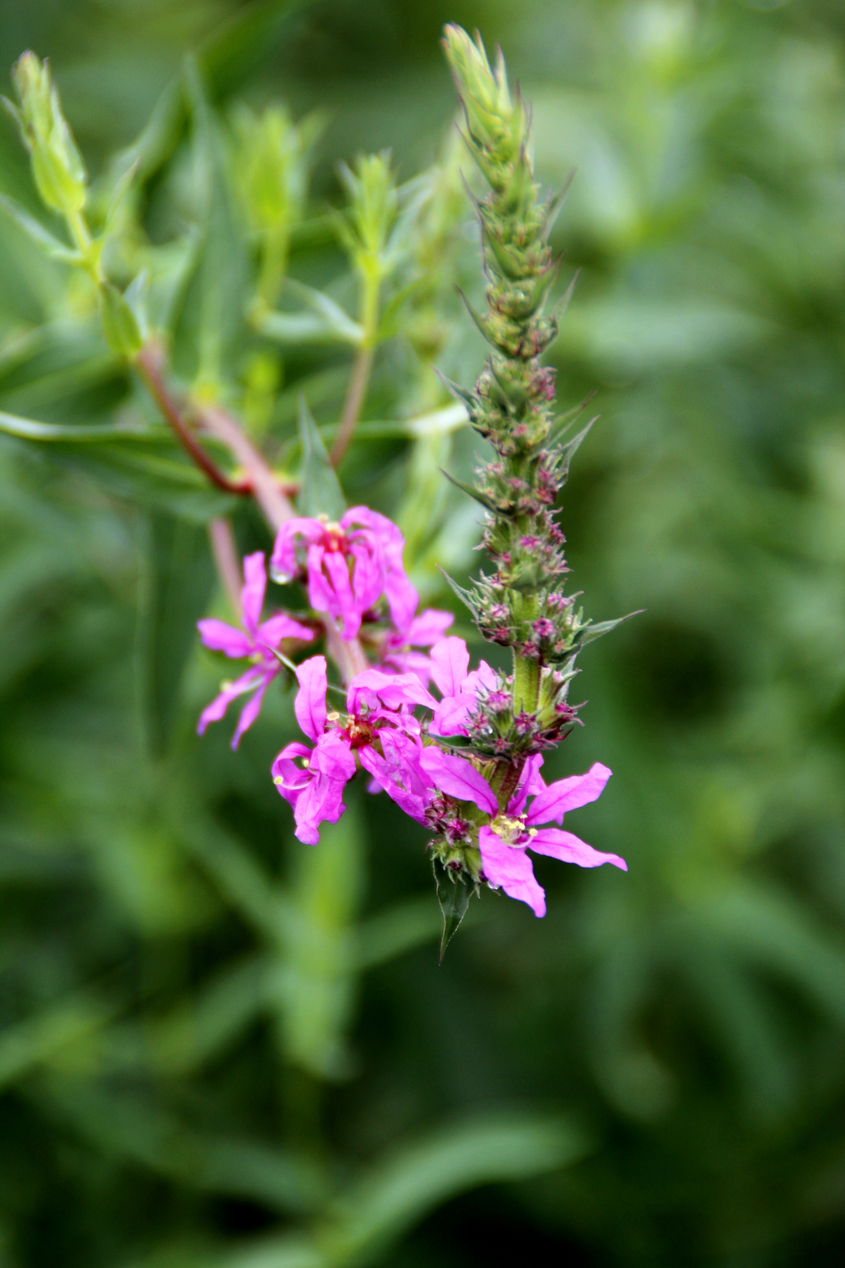心灵摄影【美摄视界】:【首发】淡雅迷人的千屈菜 - vv