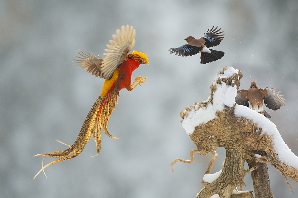 天鹅城里新鲜事凤凰飞进修车厂张天理
