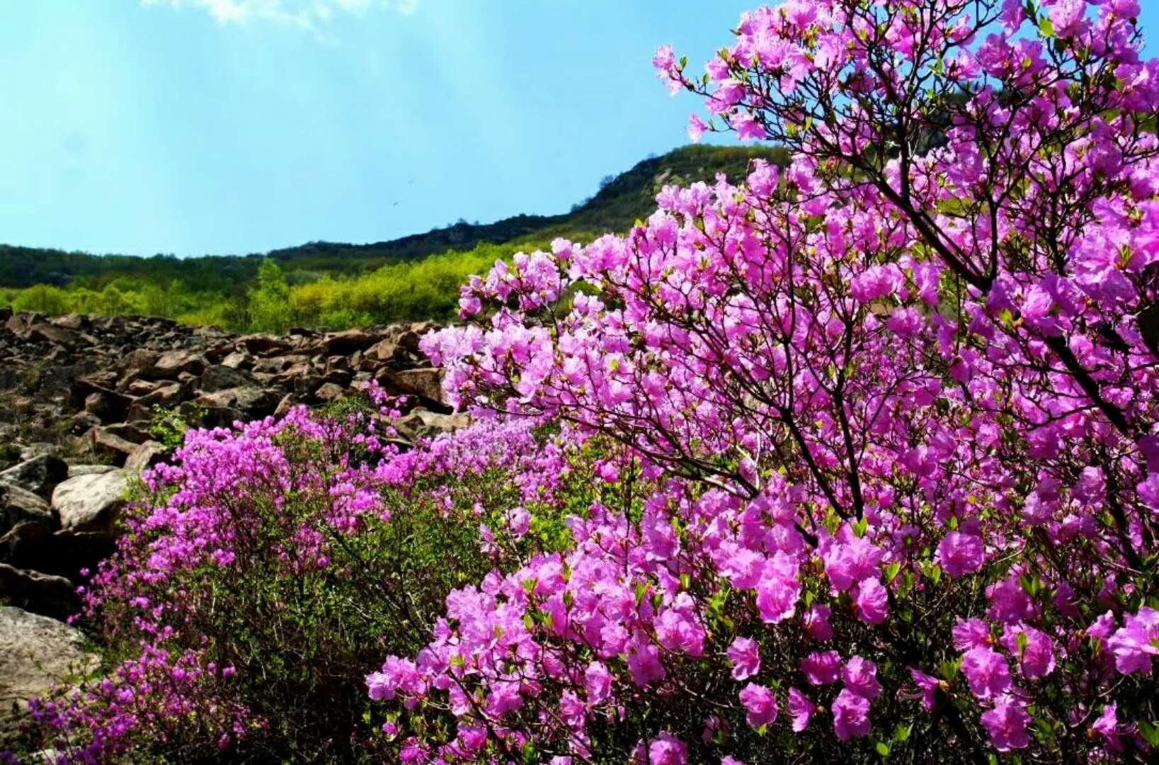 怀柔喇叭沟门映山红盛开图片--网络提供