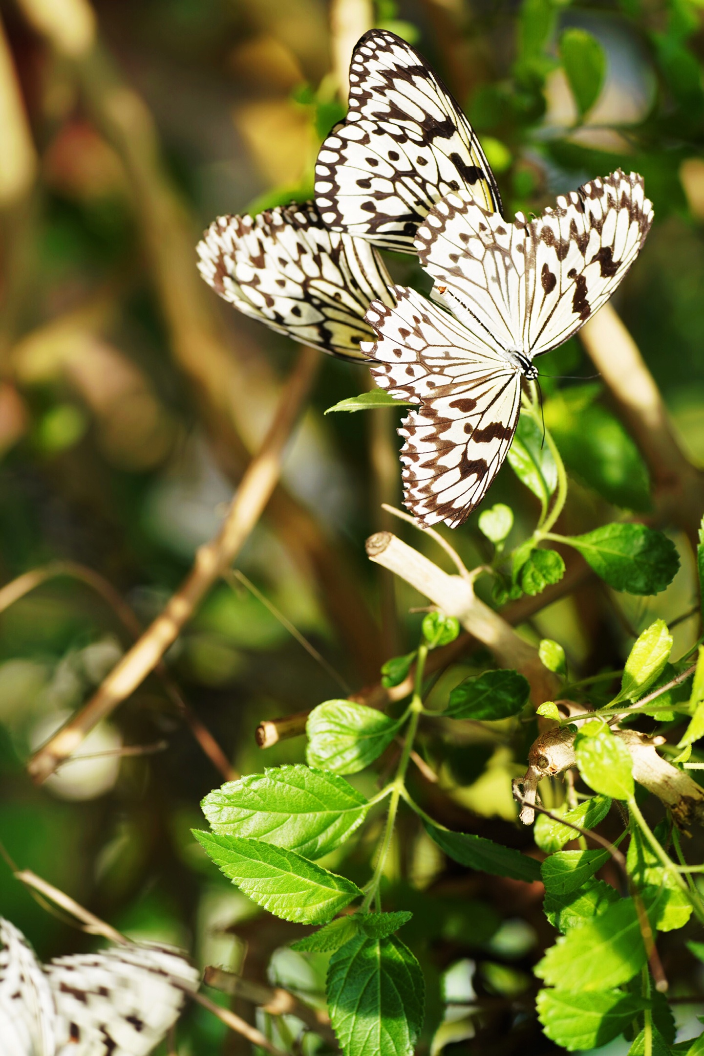 《蝶恋花 花戏蝶》