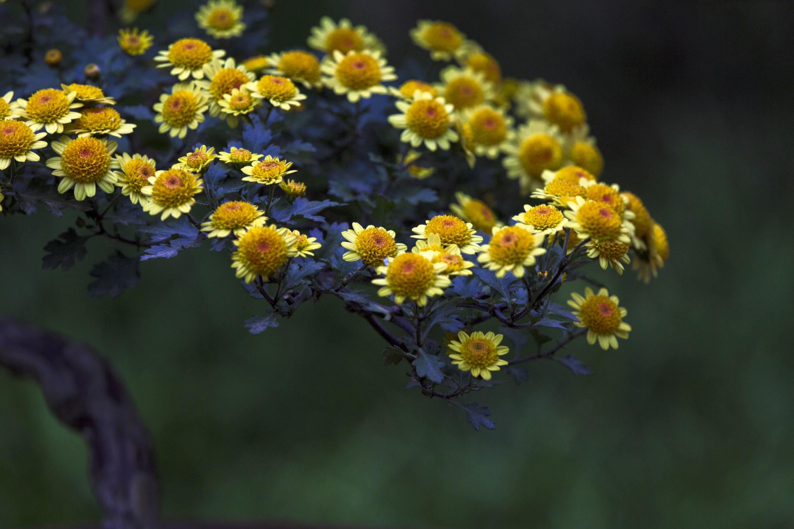 首发野菊