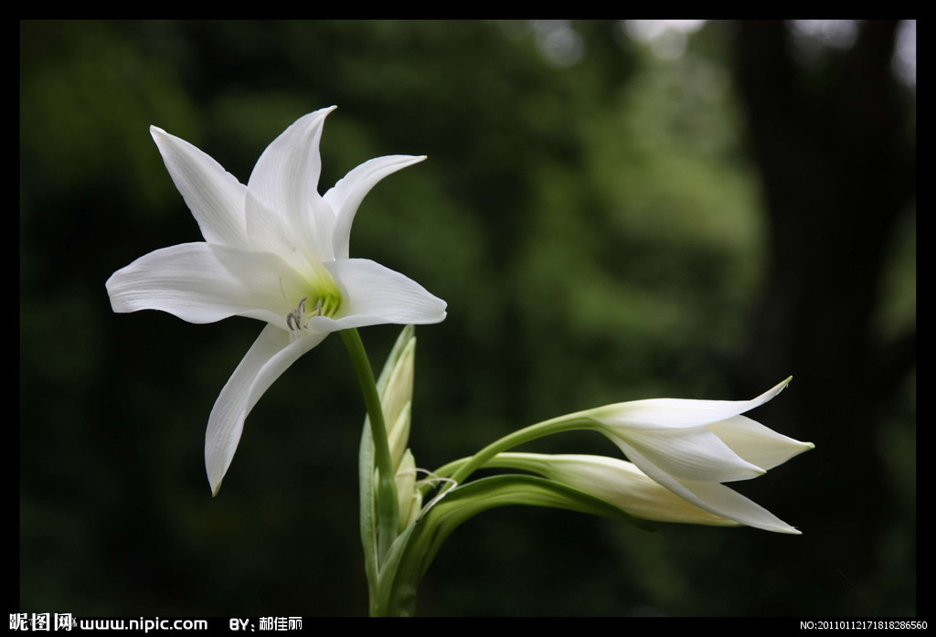 哭泣的百合花