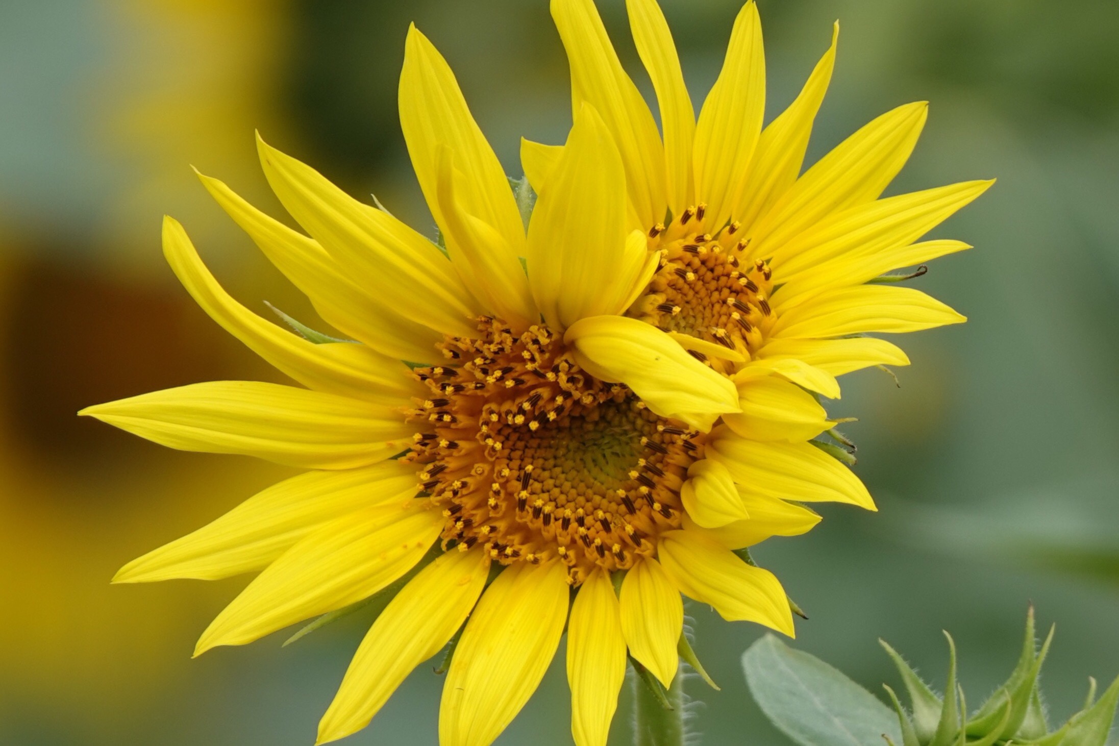 向阳绽放的向日葵