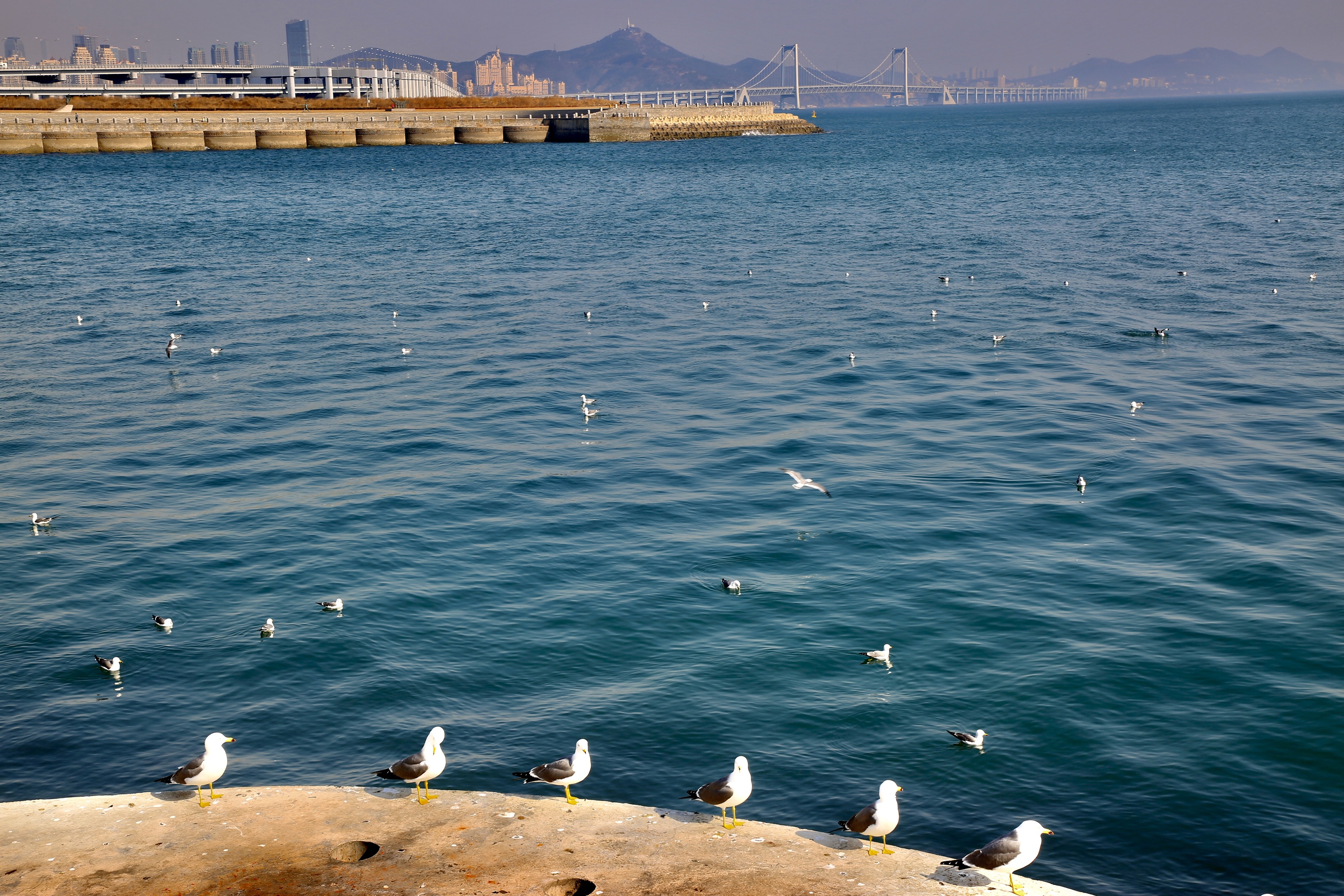早春二月大连海湾春意盎然