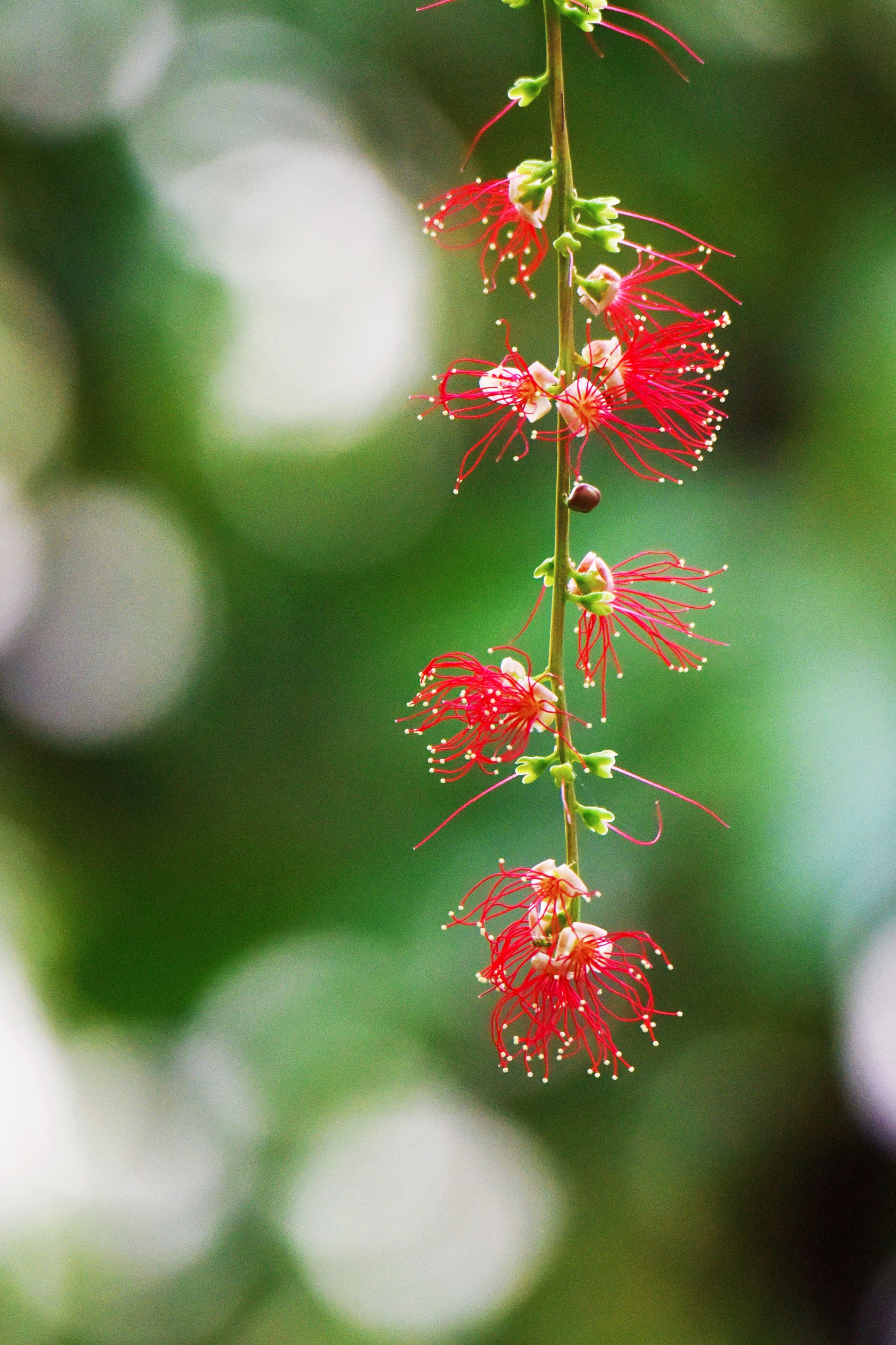 紅花玉蕊首發