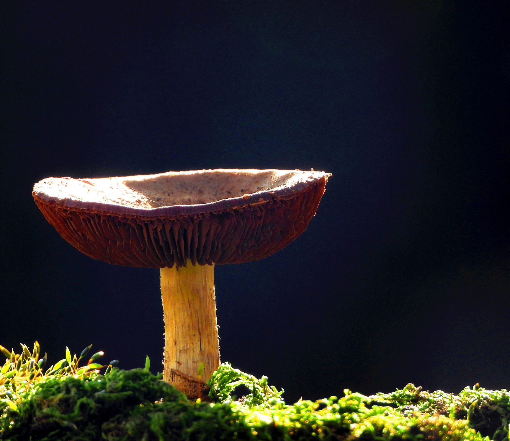 野生小蘑菇2020年9月18日摄於千山大安寺