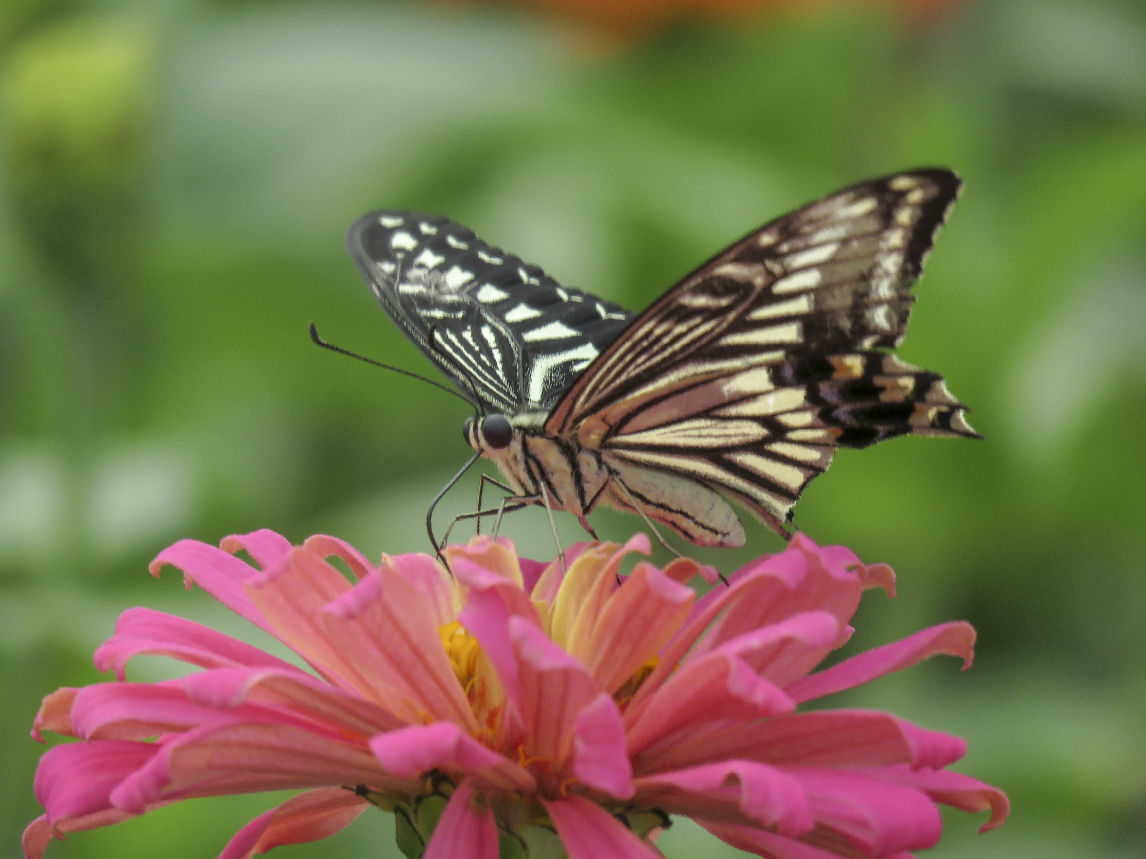 凤蝶花中舞vv首发