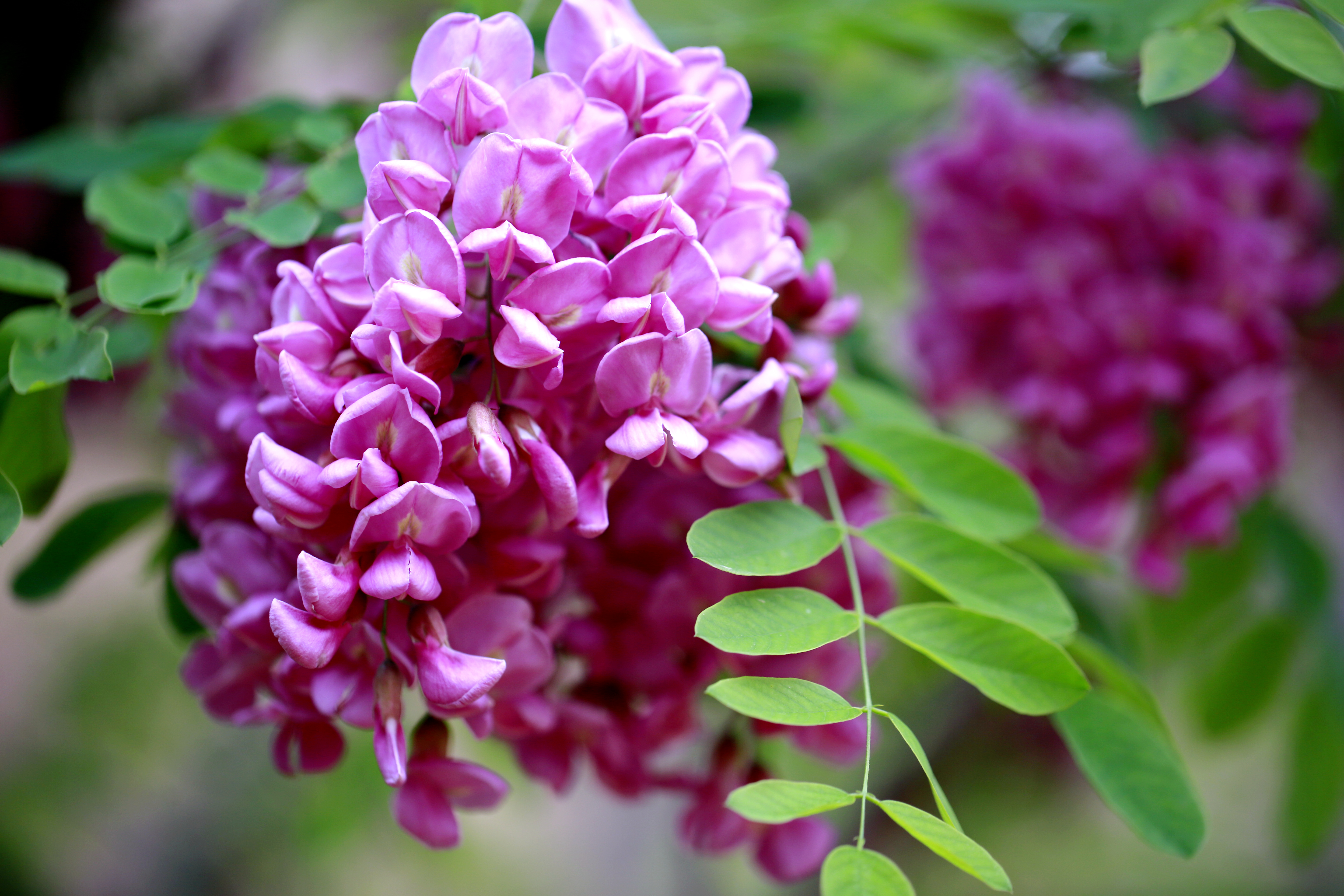紫花越南槐图片