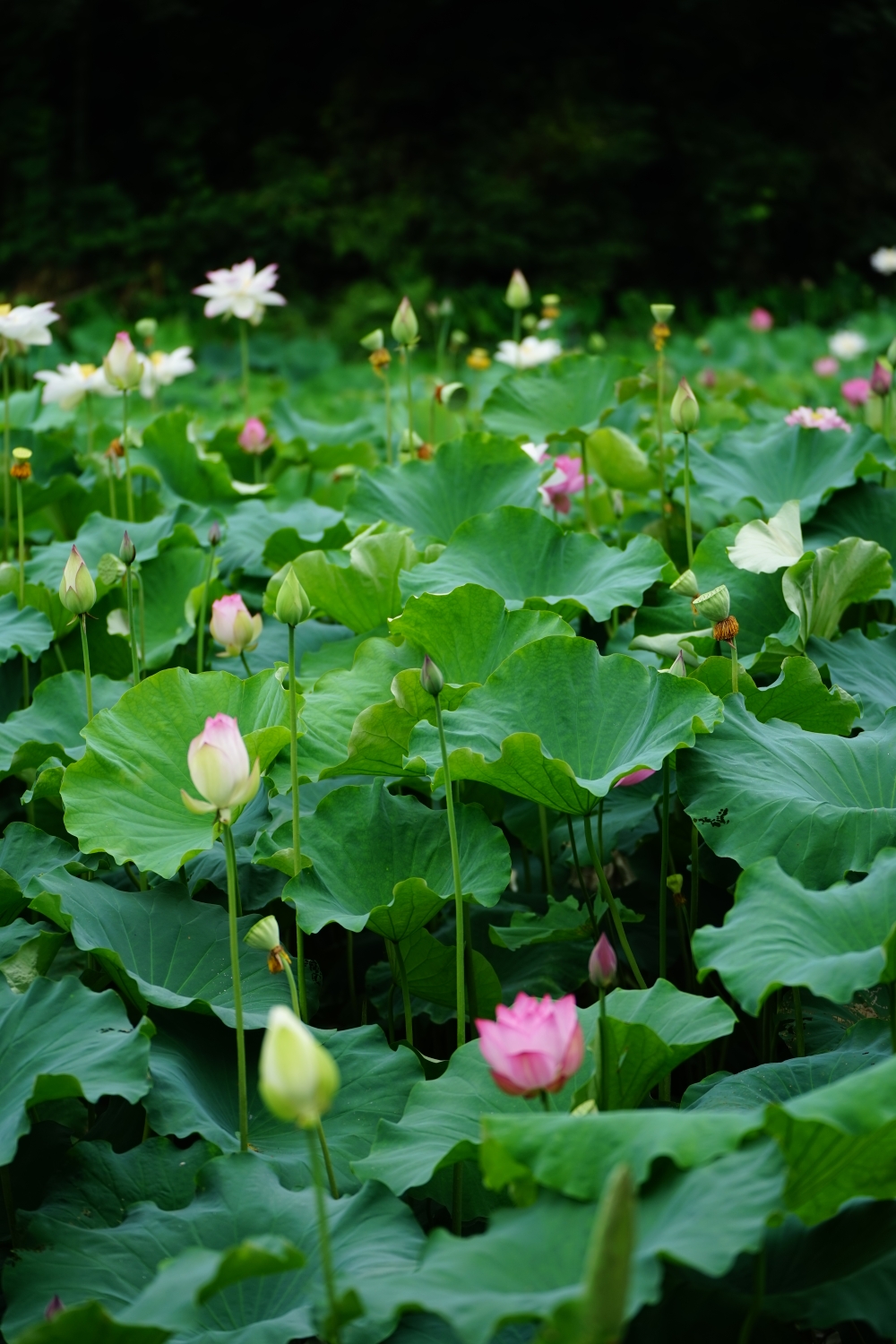 雨母山十里荷塘赏荷花(0627)