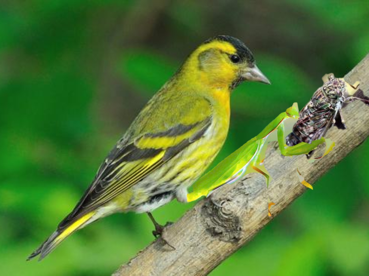 螳螂捕蝉黄雀在后