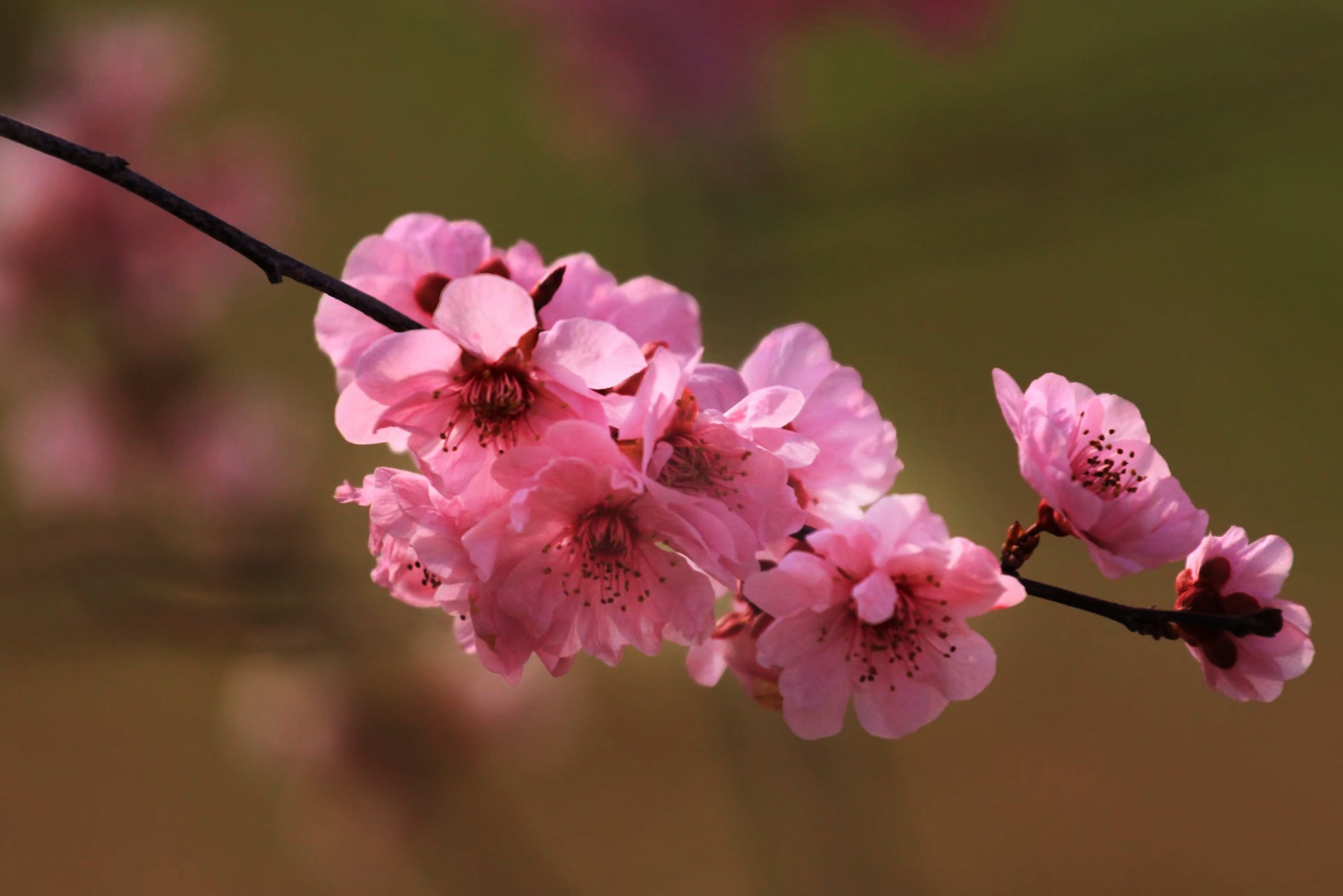 风吹花落奈何情深【首发】