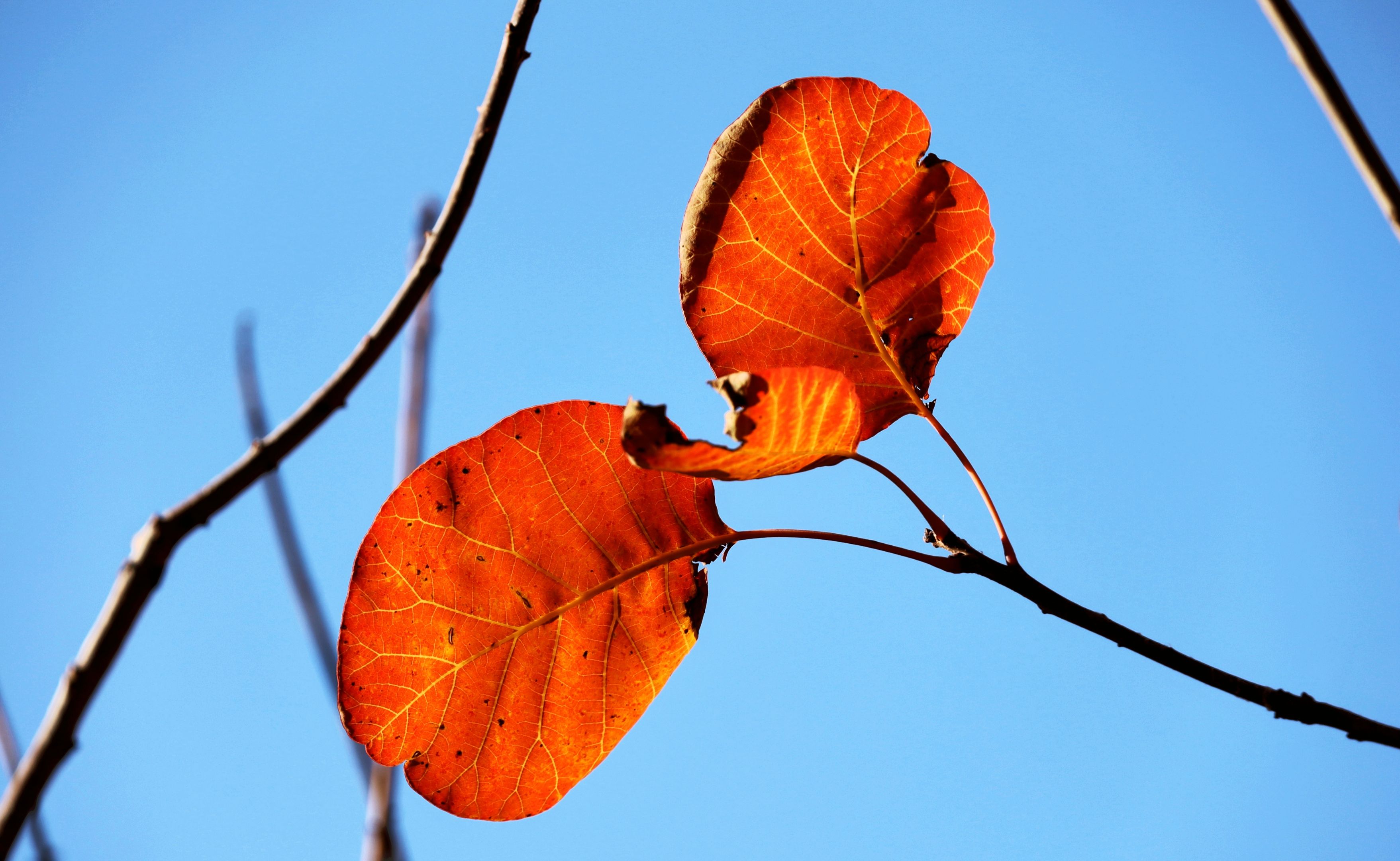 红艳艳的黄栌叶