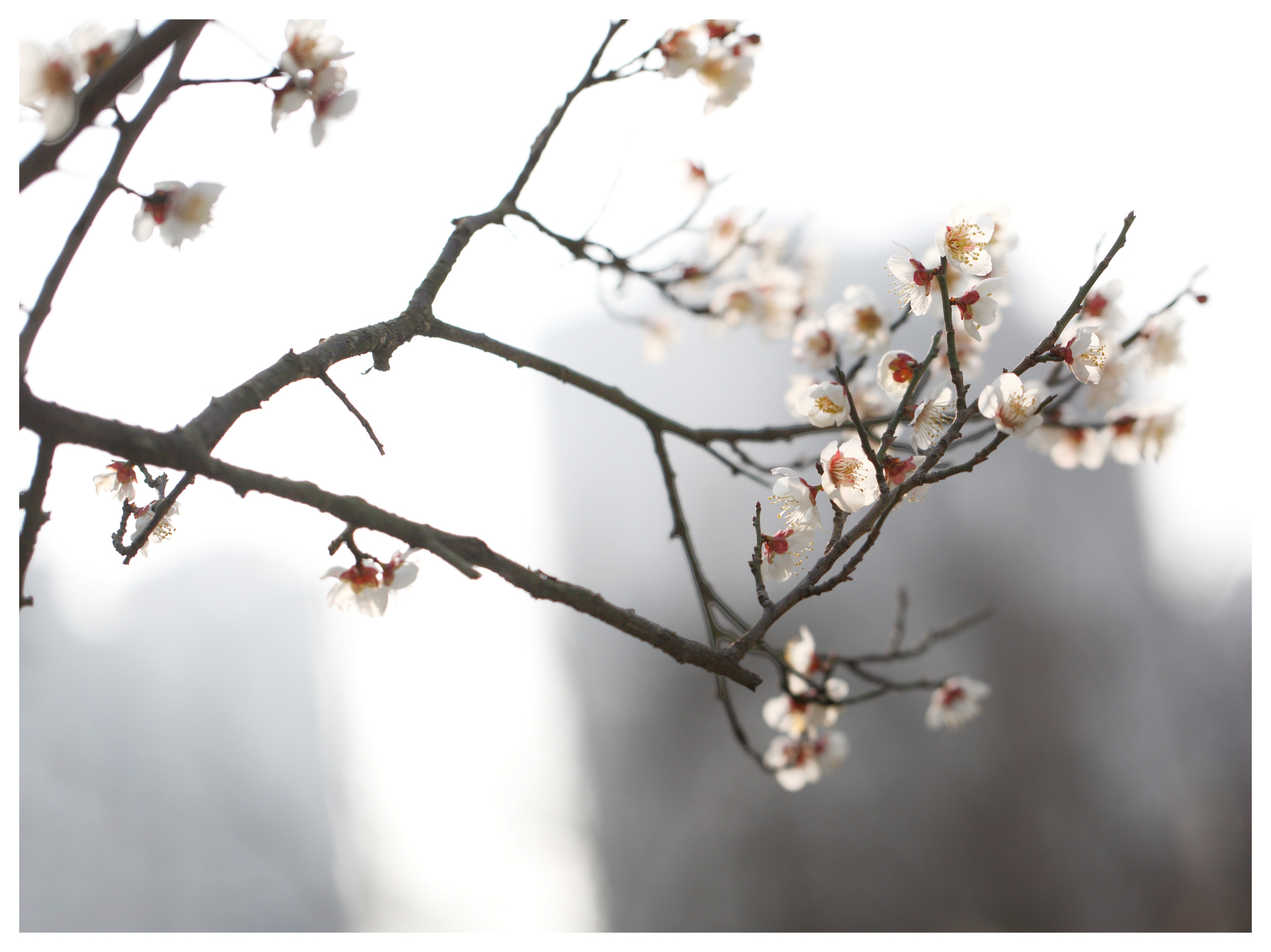 雪中白梅花图片大全图片