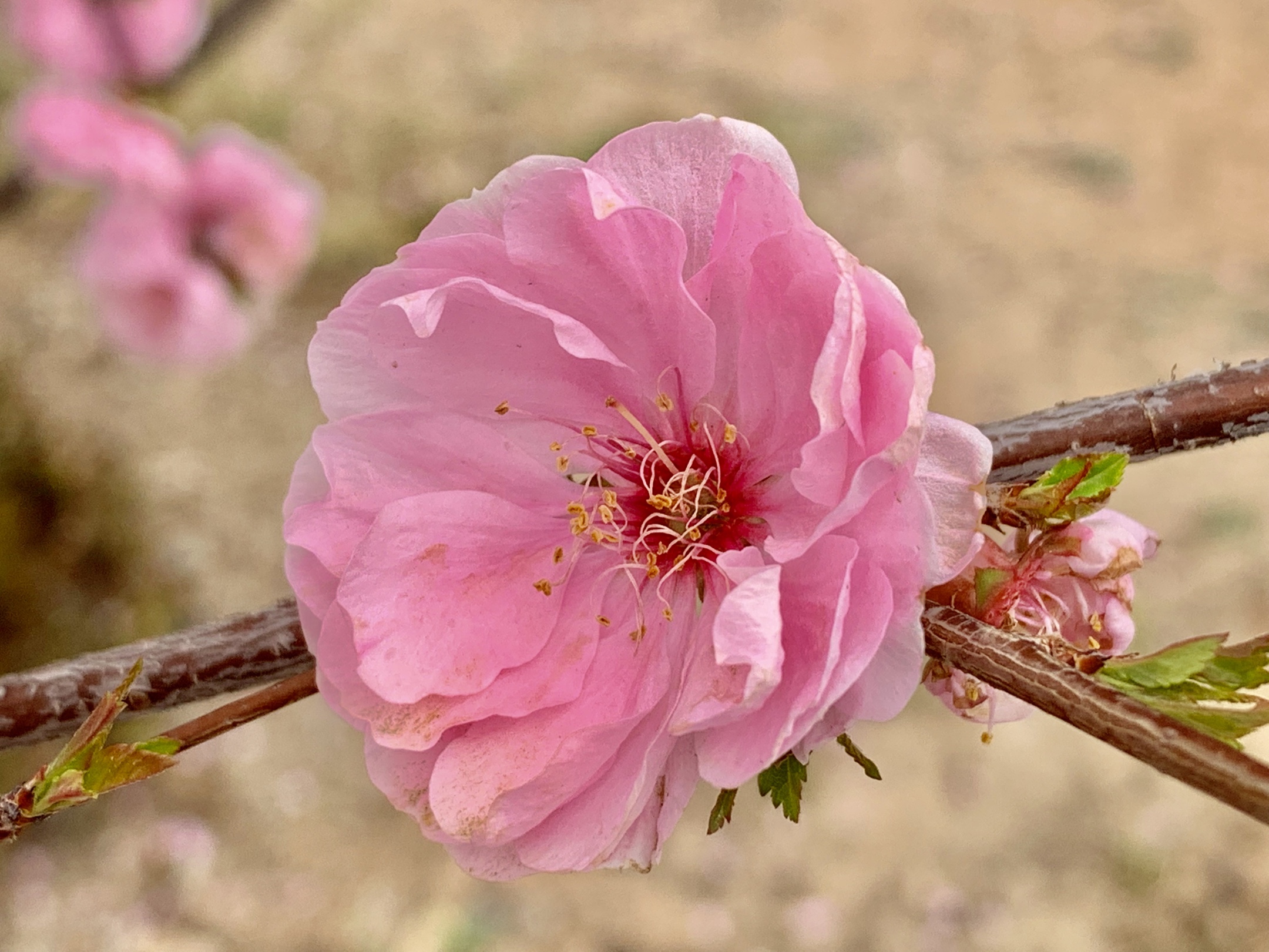 最美的春花盛开在西宁麒麟湾公园