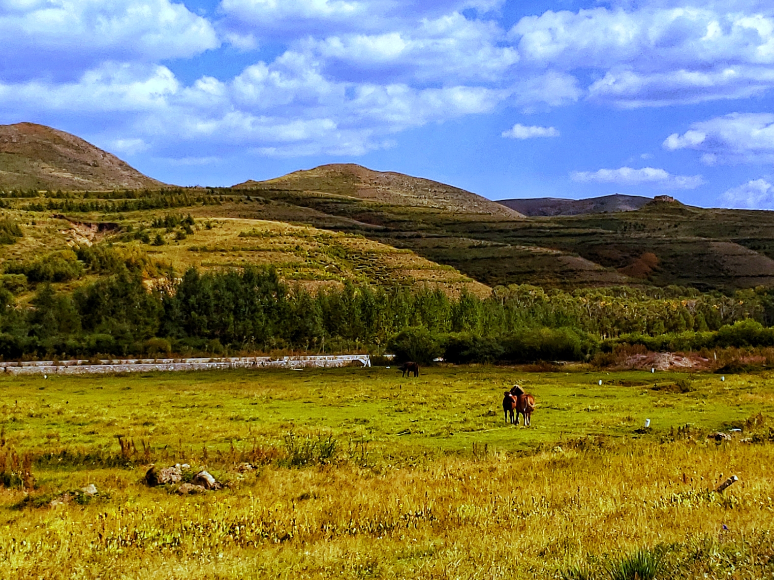 一说到坝上草原,好多人都会想到围场,丰宁,张北,其实沽源